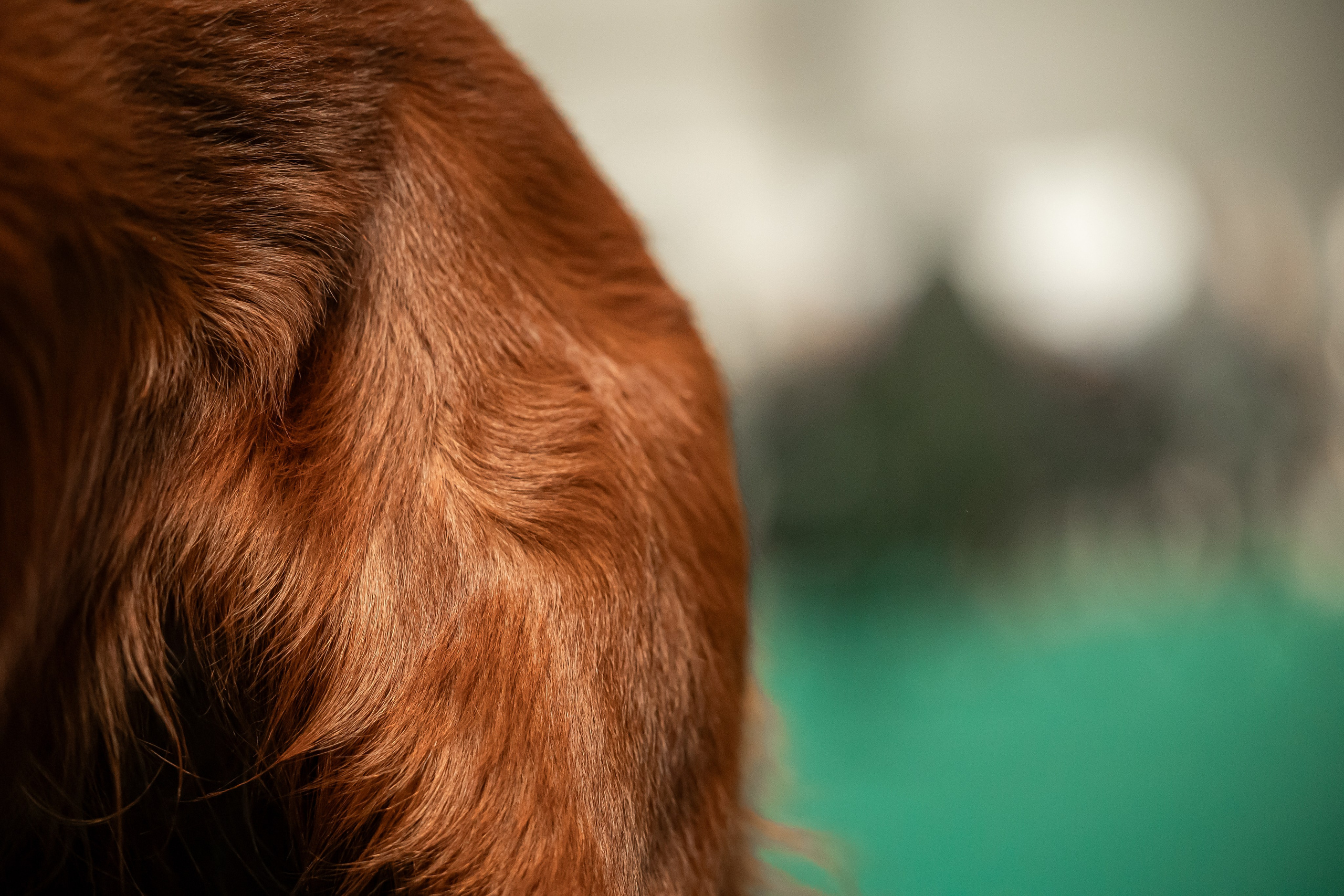 Выставка сеттеров 19.05.24