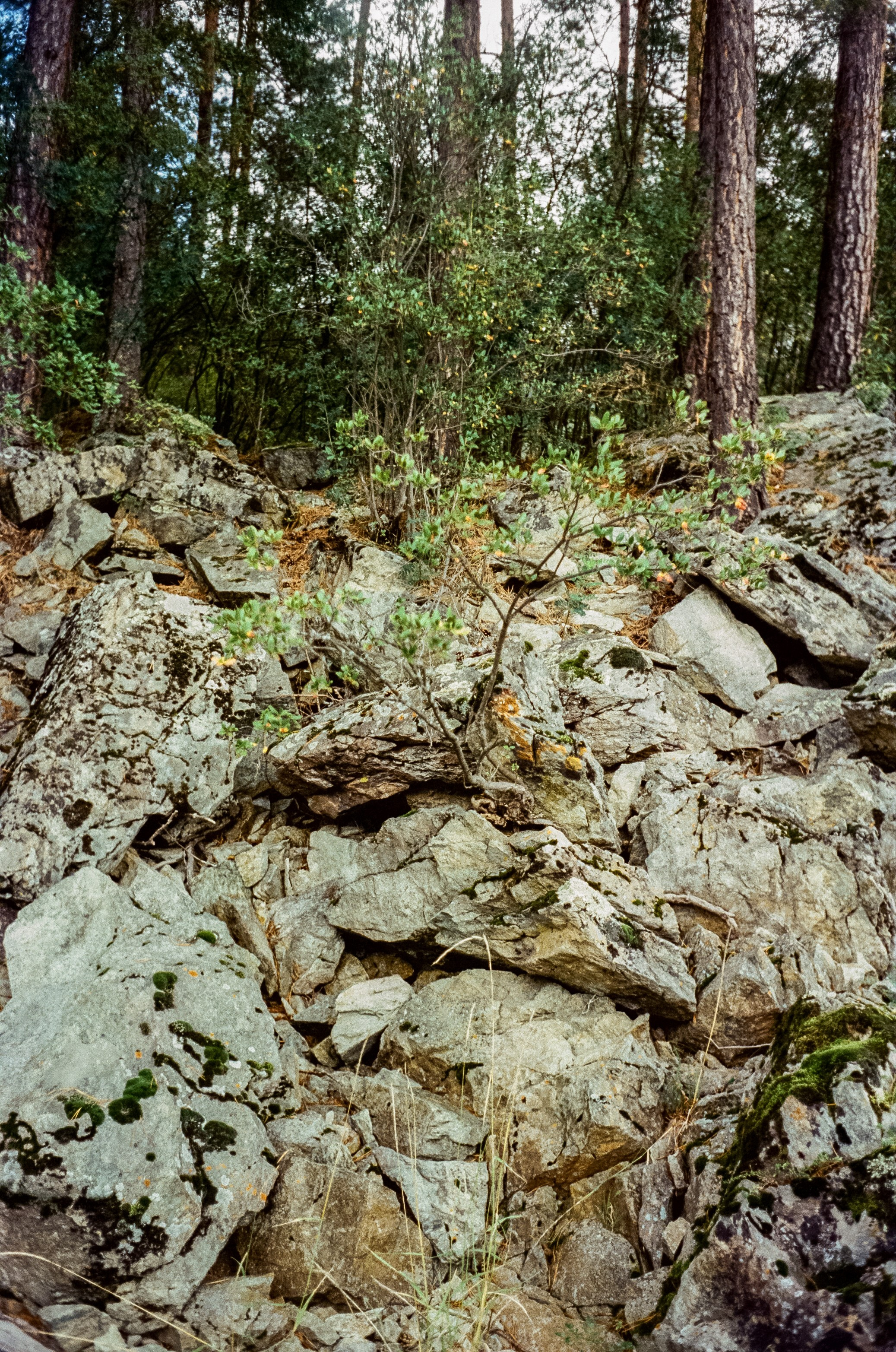 Minox 35GT примеры фотографий на пленку