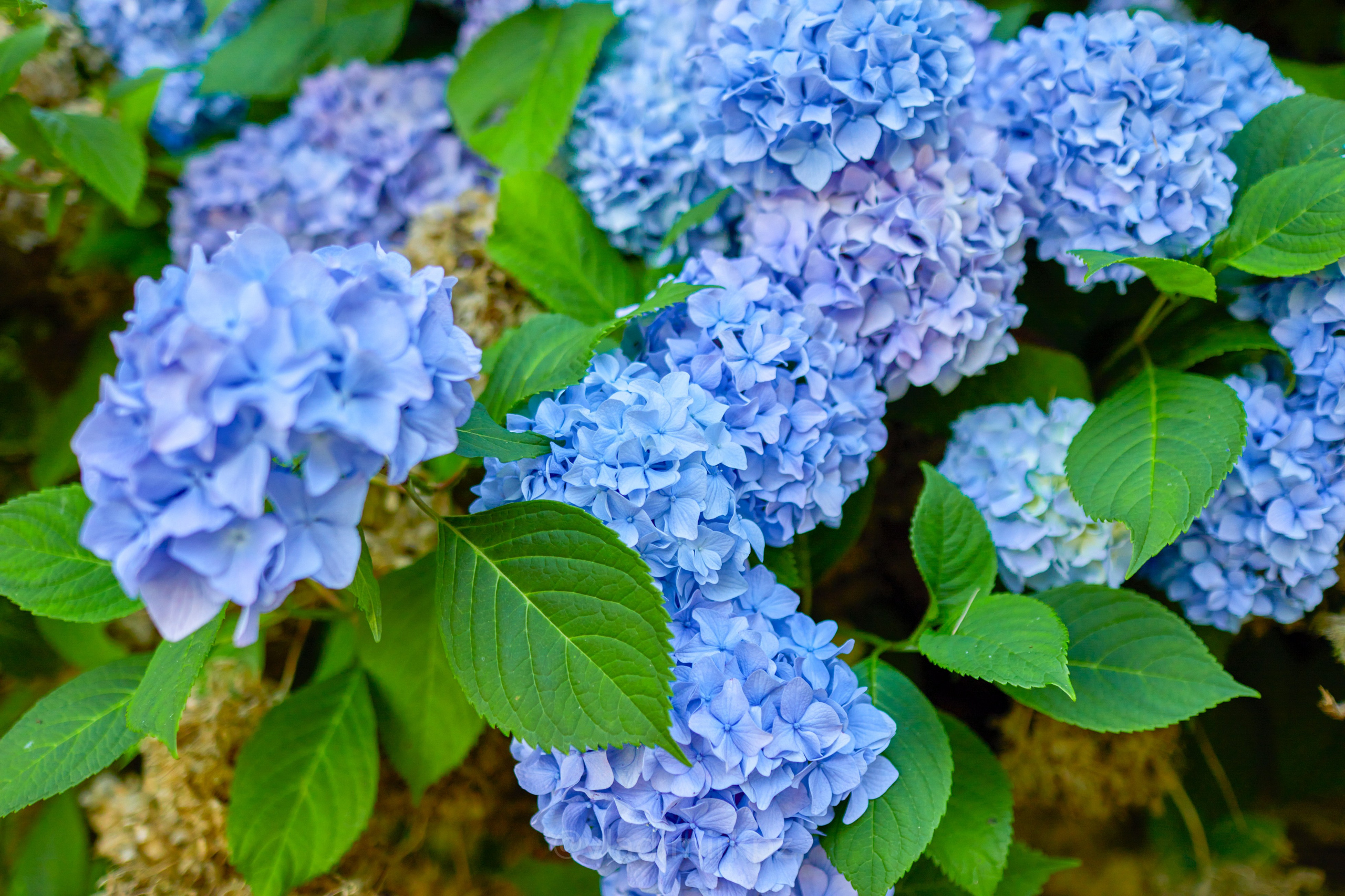 Пртретная фотосъемка в абхазии. Фотограф Абхазия