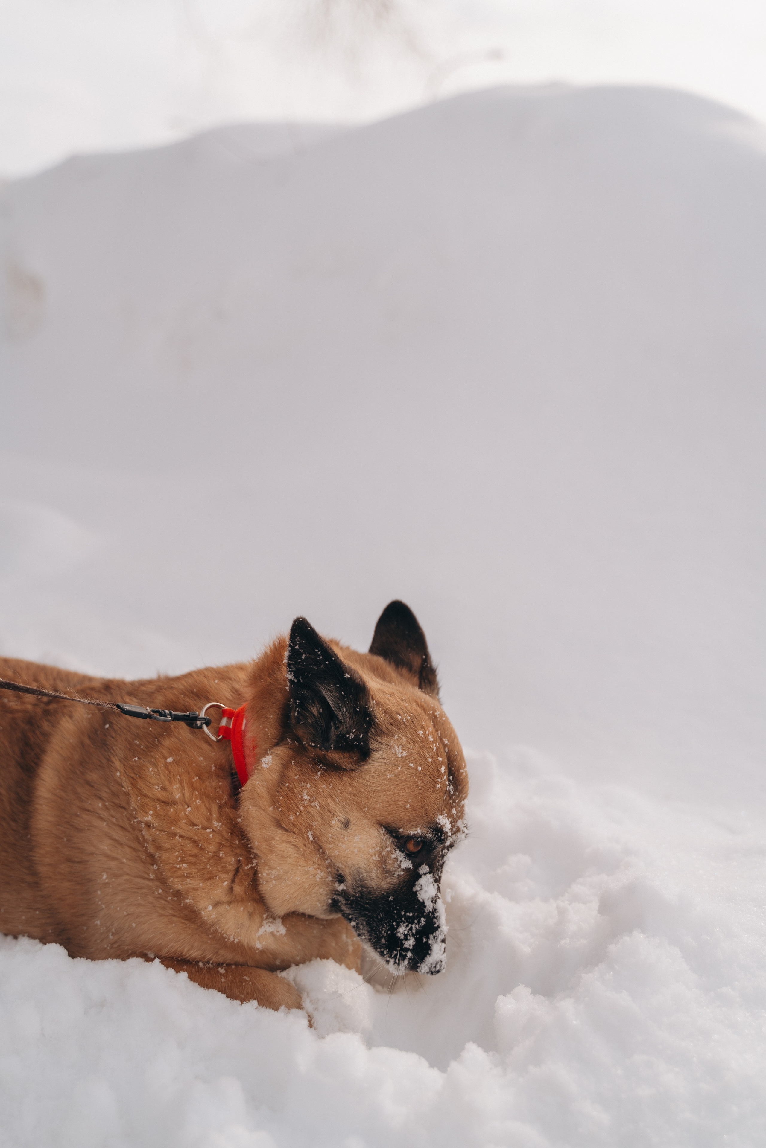 Февраль с Мартой 💞. FotoTanya. Раменское/Жуковский/Бронницы