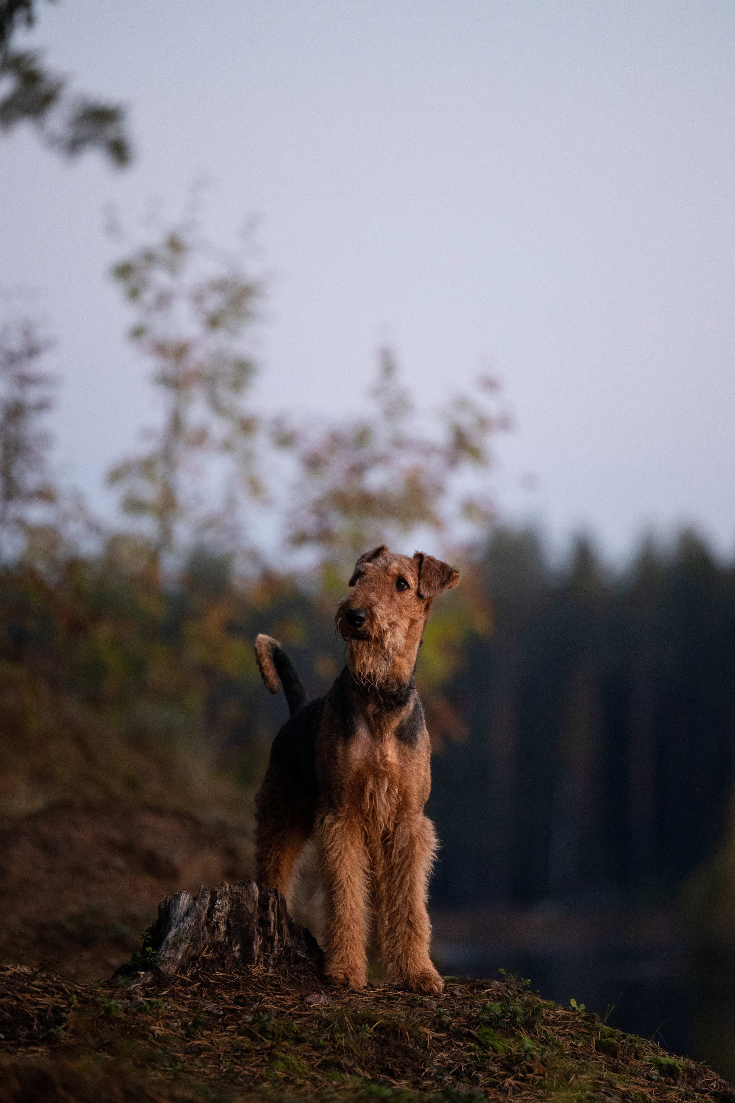 Харди. Фотограф-анималист Анна Маринич