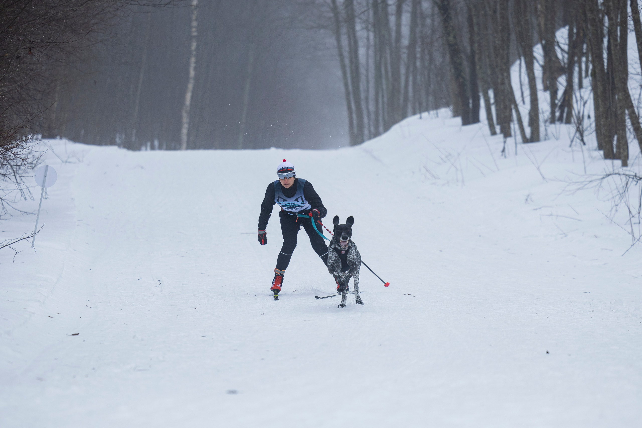 Зимний Чемпионат Санкт-Петербурга по ездовому спорту. Фотограф-анималист Анна Маринич