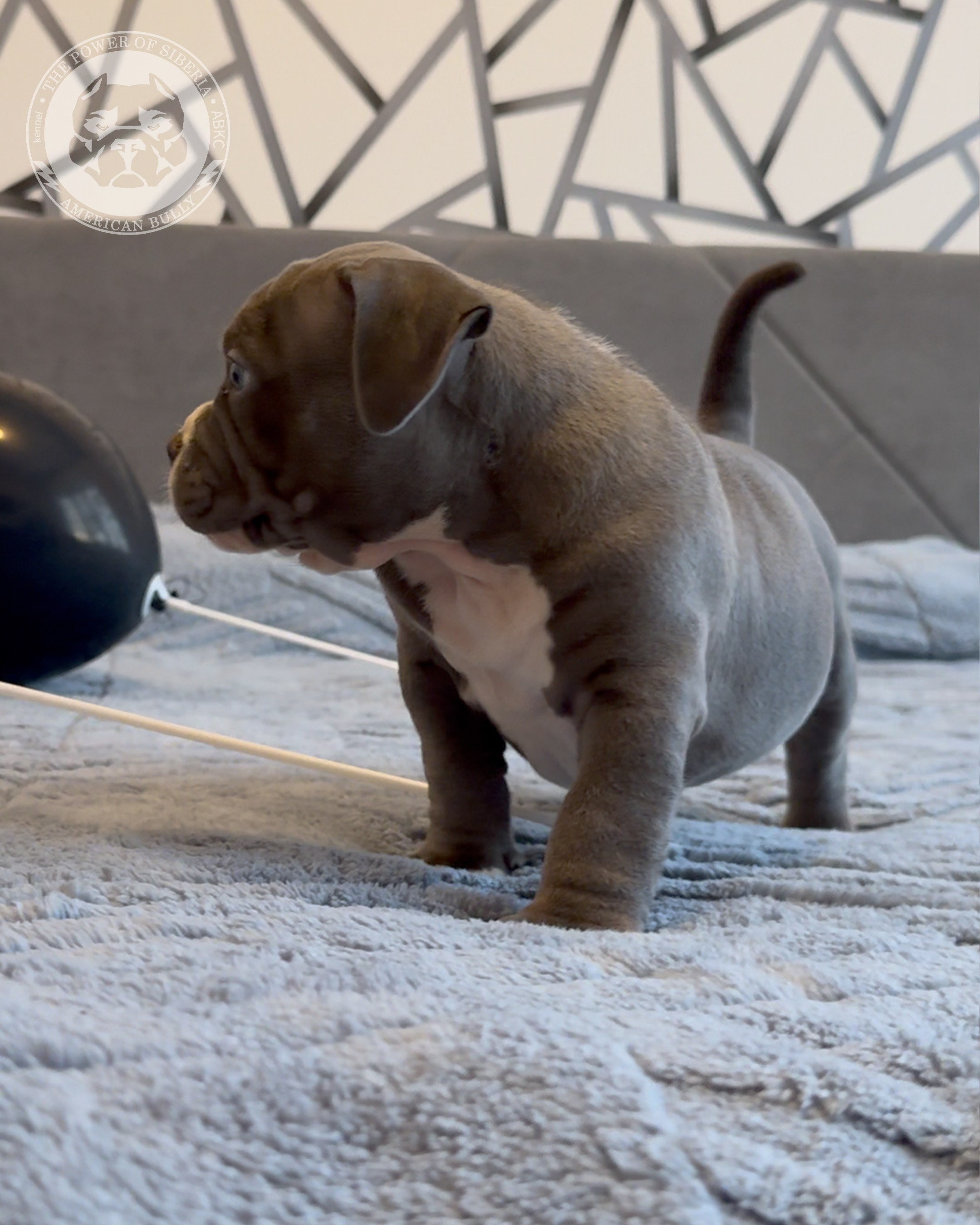 Свободные щенки Американский Булли, в типах покет, классик, стандарт. Американский Булли в г. Ростов-на-Дону. Питомник THE POWER OF SIBERIA