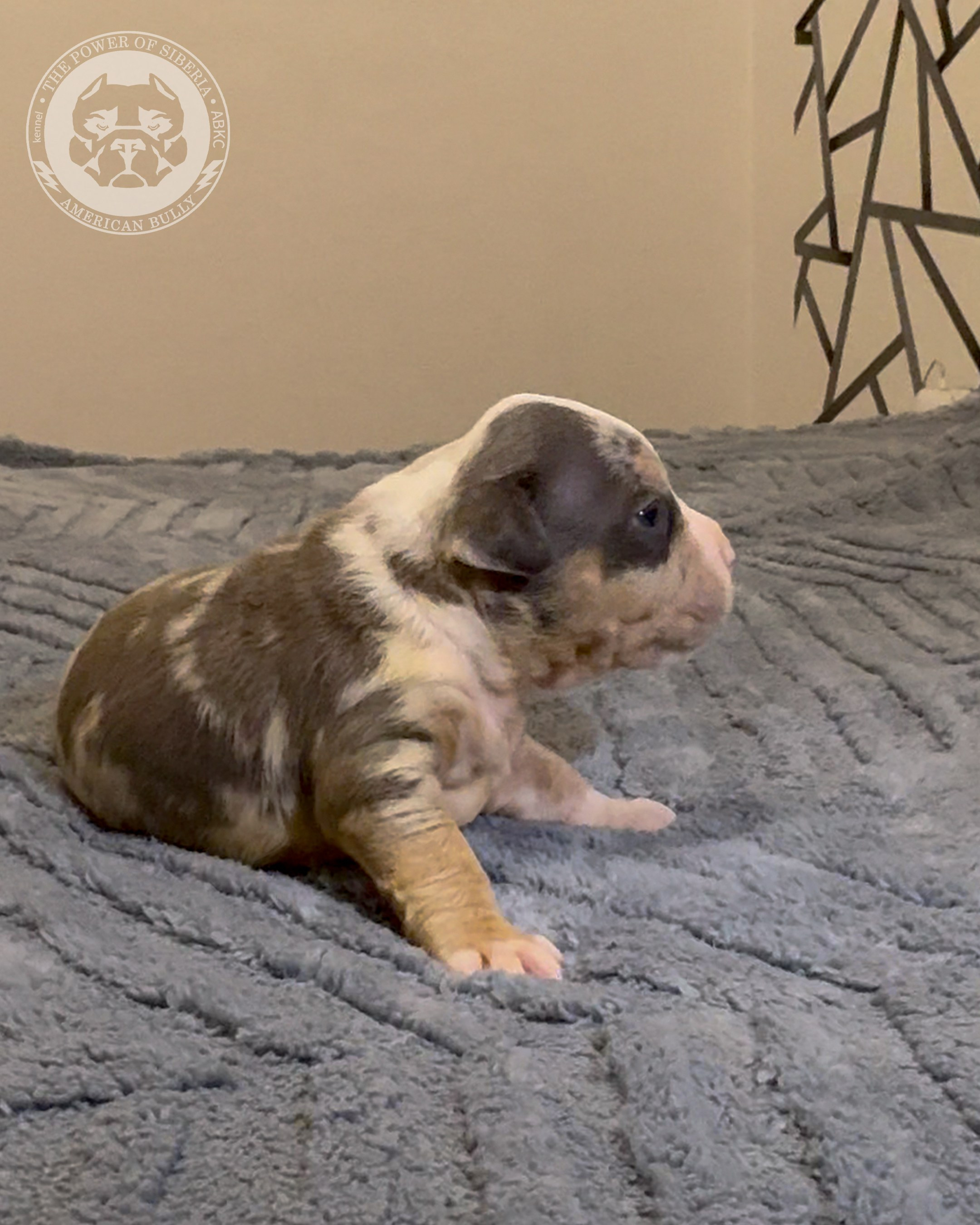 Свободные щенки Американский Булли, в типах покет, классик, стандарт. Американский Булли в г. Ростов-на-Дону. Питомник THE POWER OF SIBERIA