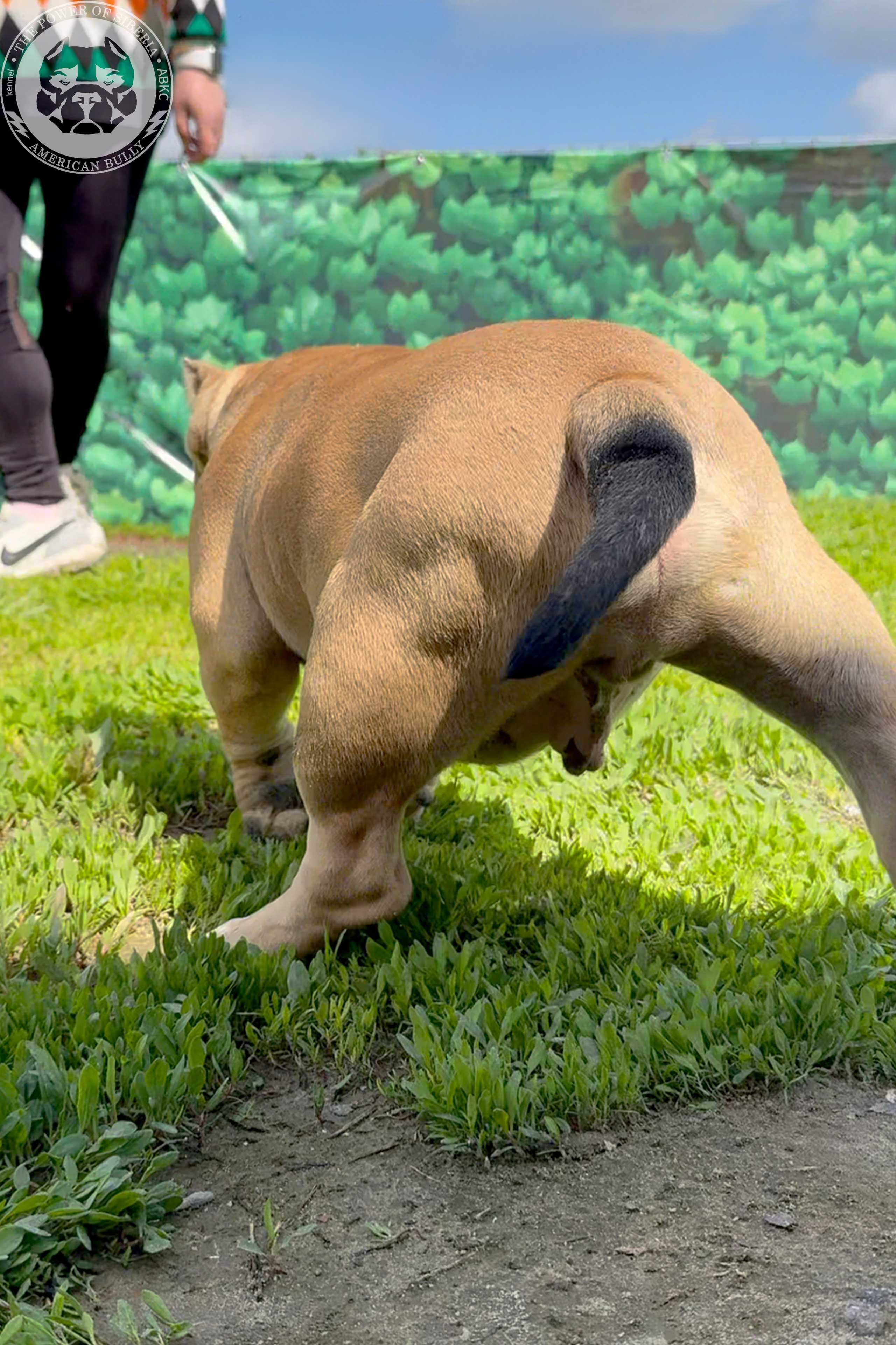 22.11.25 Тагира-Каспер. Американский Булли в г. Ростов-на-Дону. Питомник THE POWER OF SIBERIA