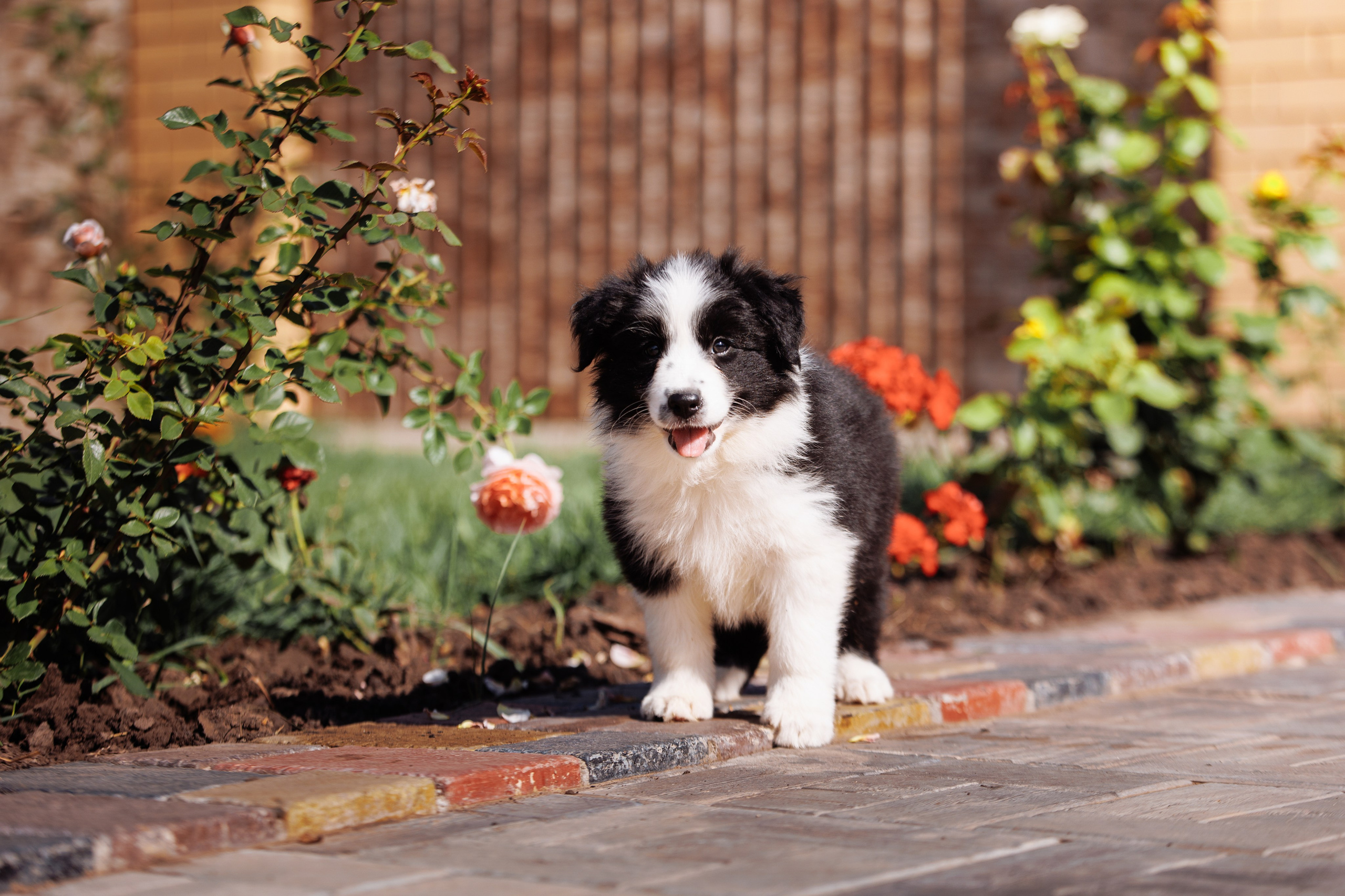 МММ — маленькое мягкое милое. О нас