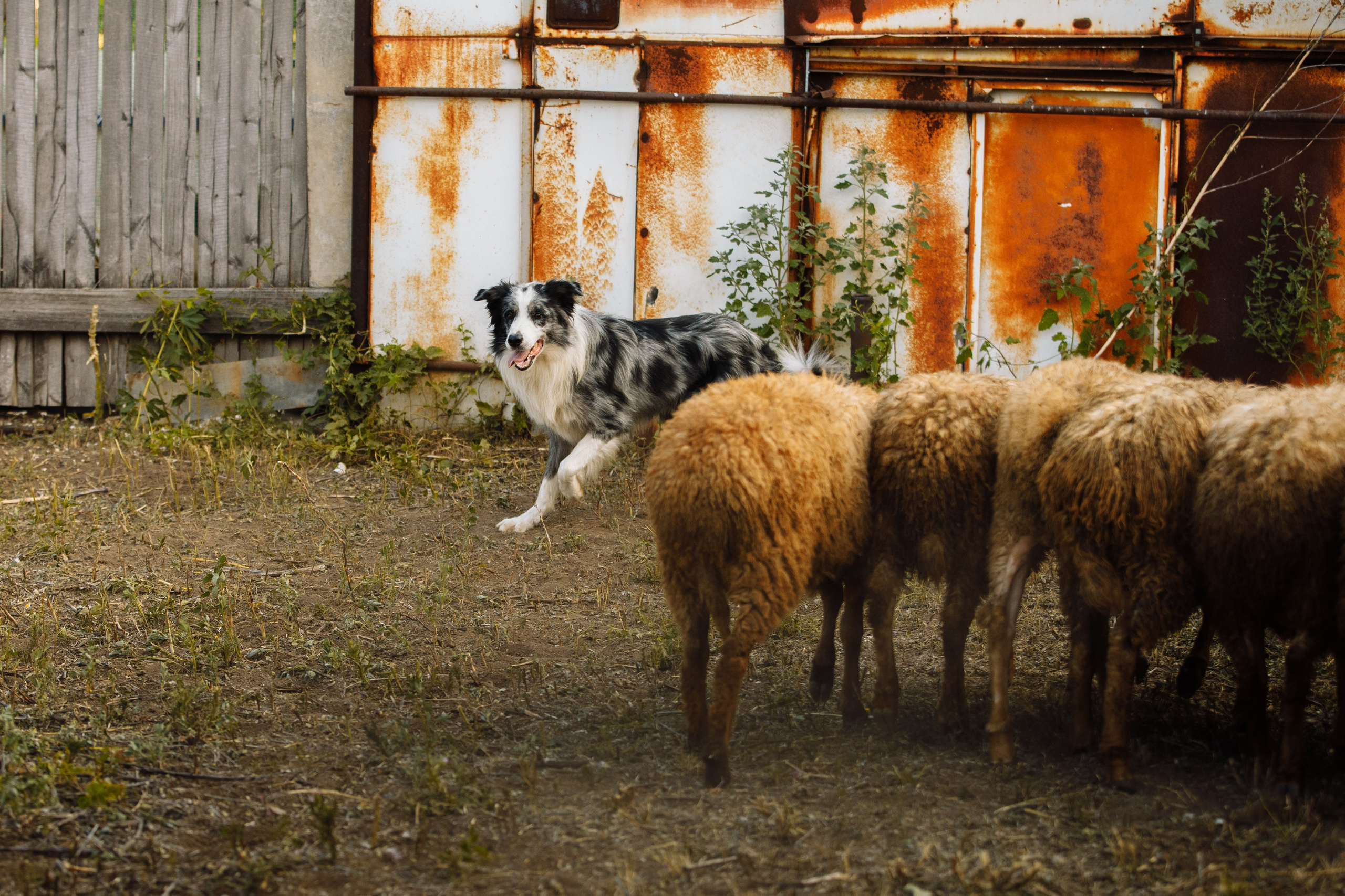 Овечий день. О нас