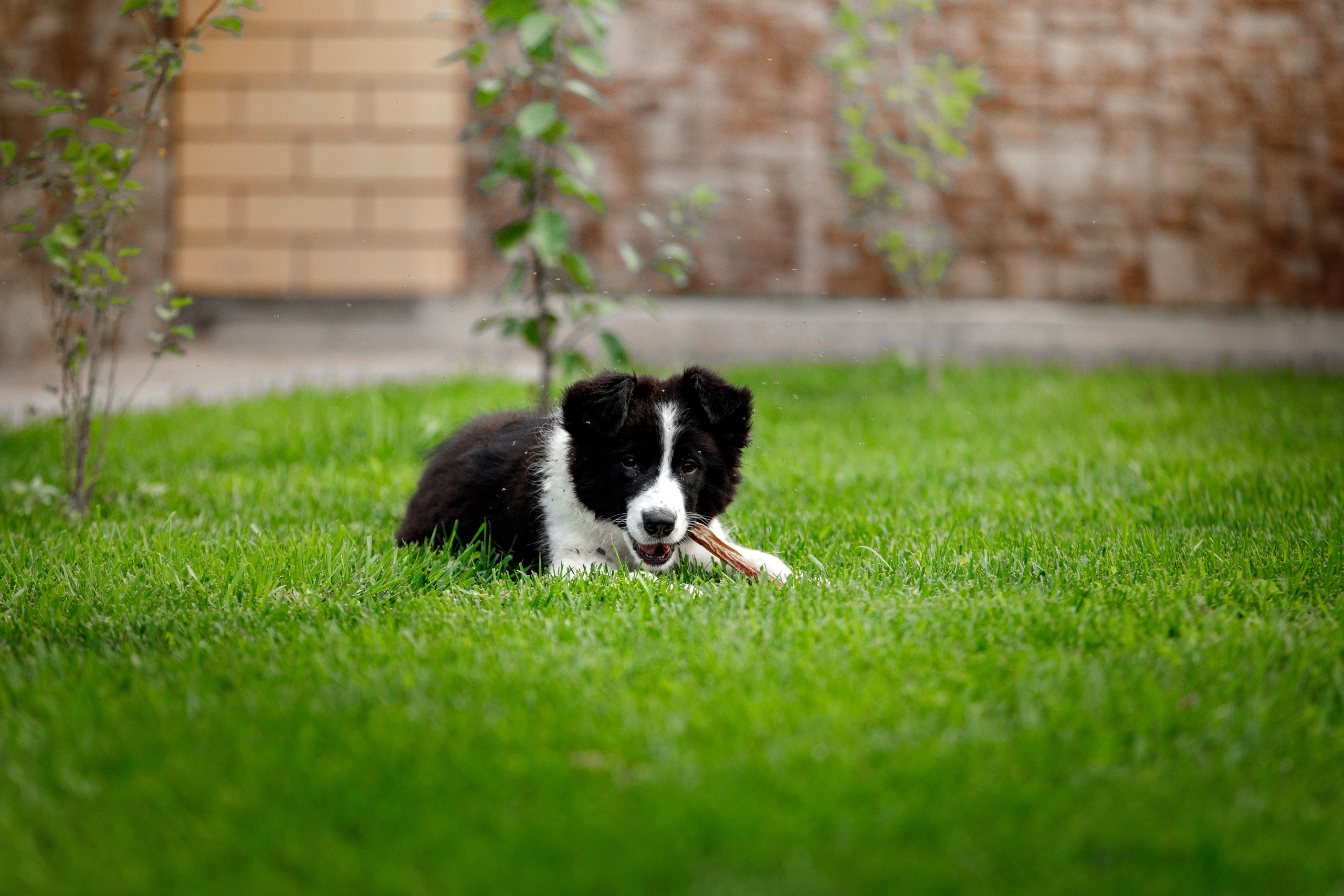 Болтовня в саду. О нас