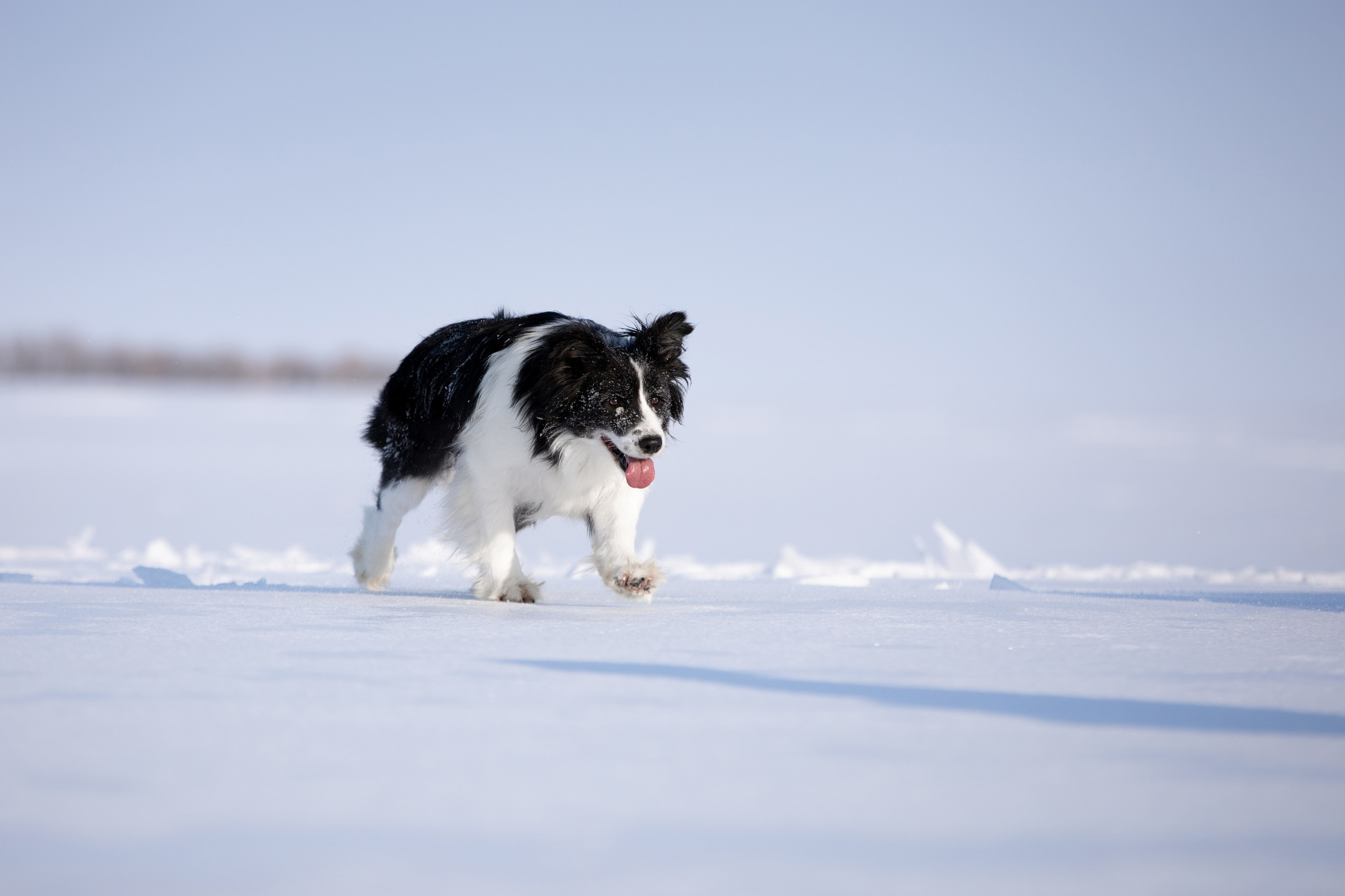 Мороз и солнце. О нас