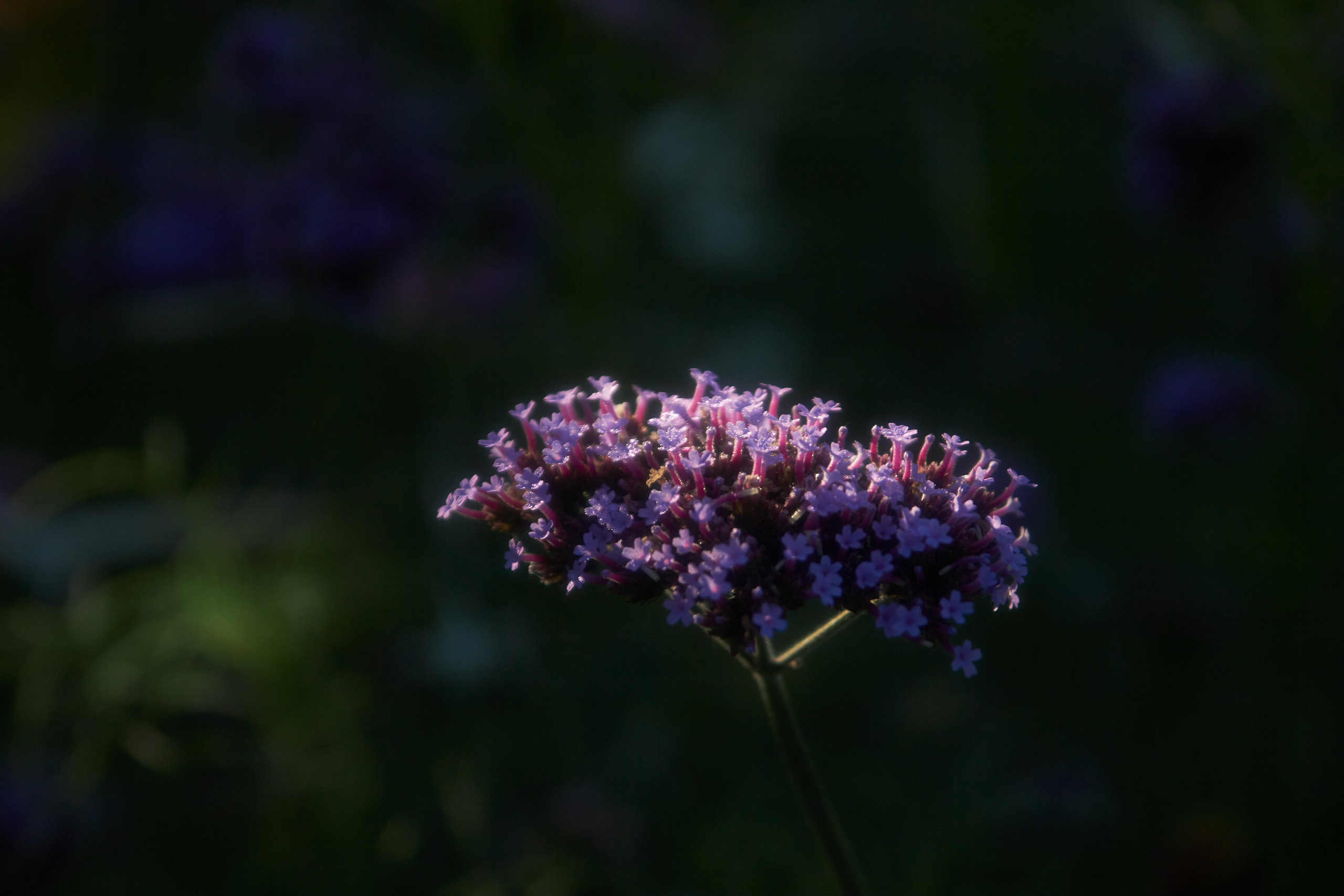 Цветы. Фотограф Сергей Яркин