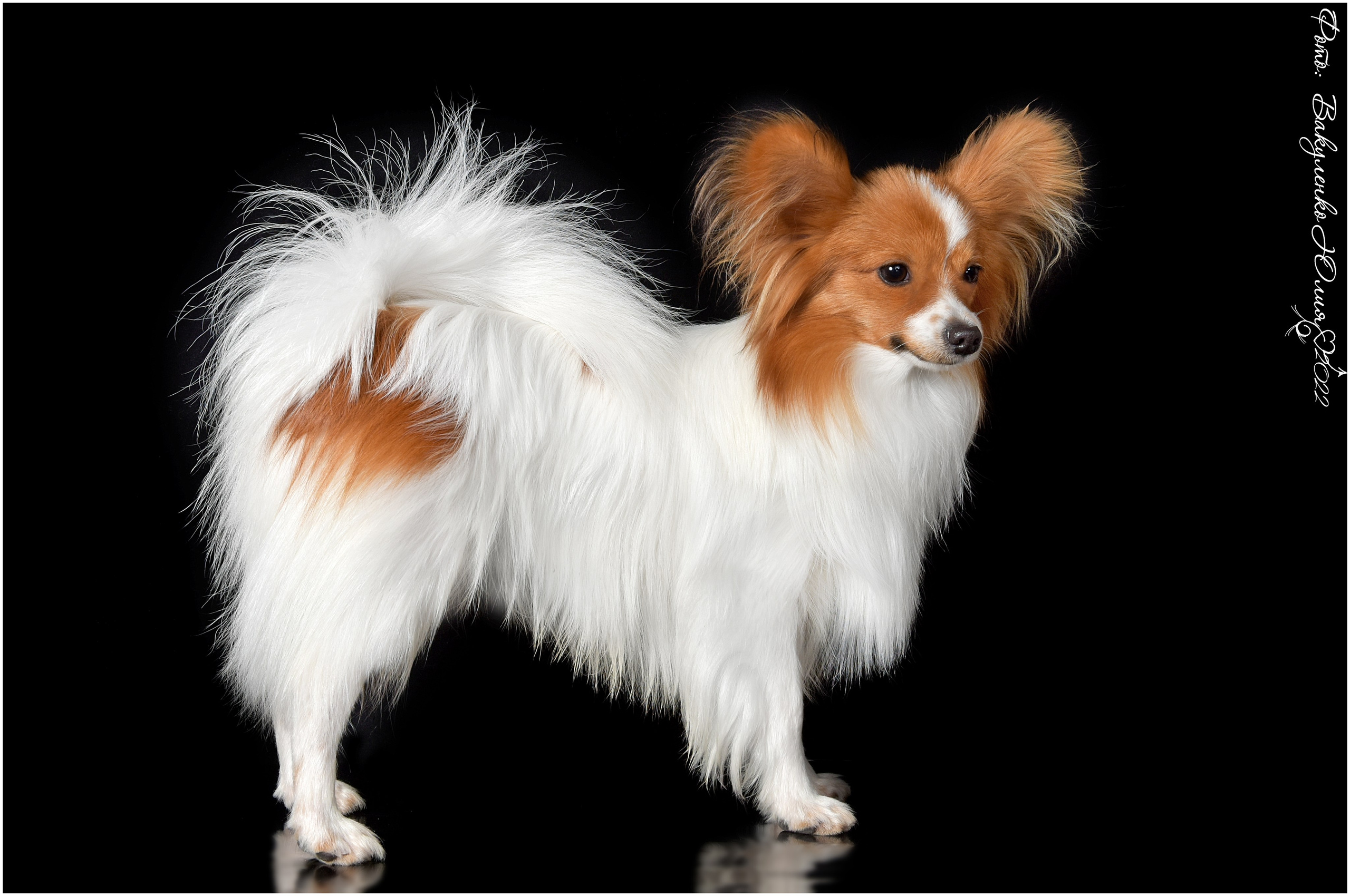 Студийная съемка. Фотограф анималист | семейный Юлия Вакуленко, г. Краснодар