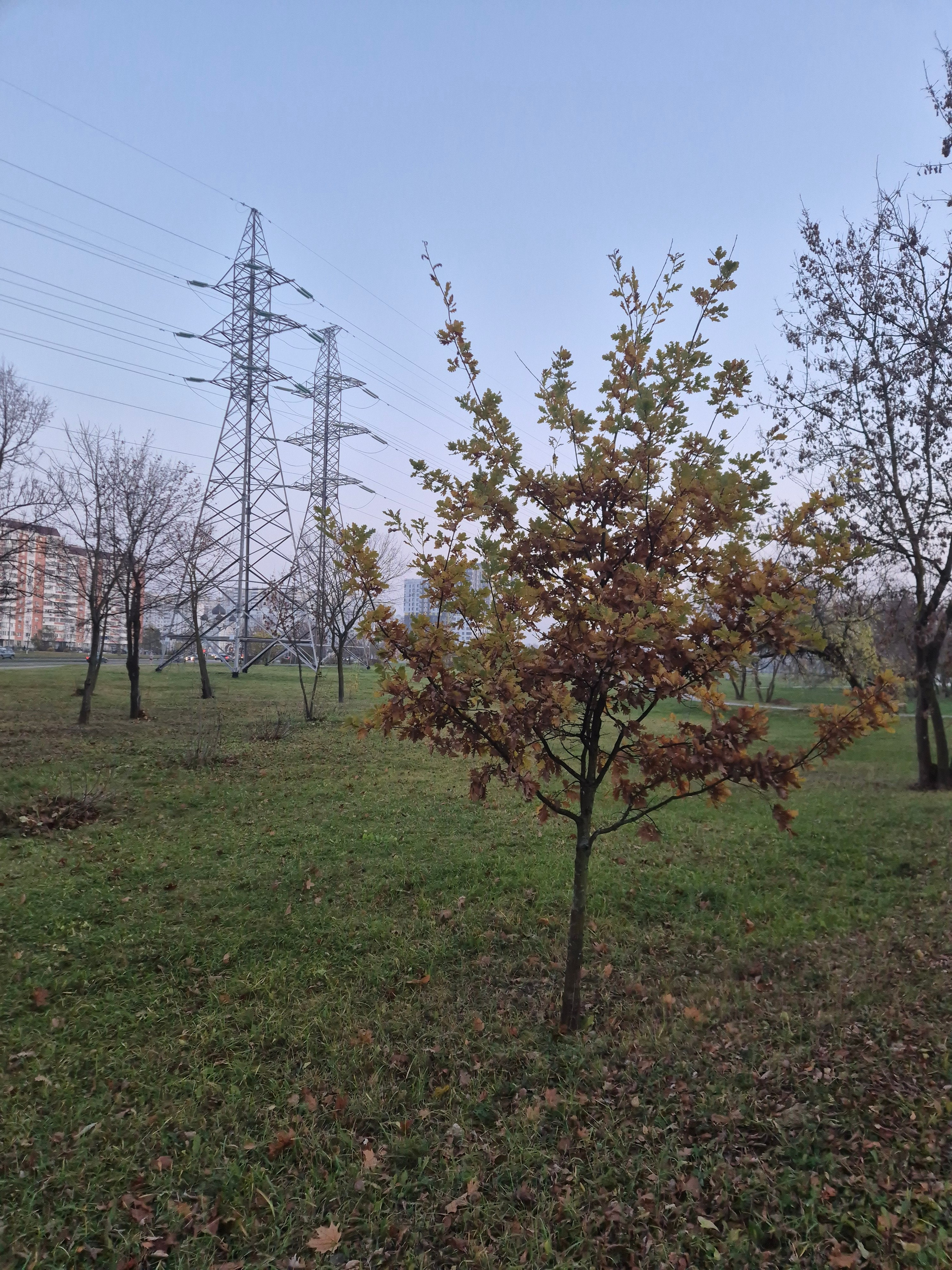 Деревья живые и металлические