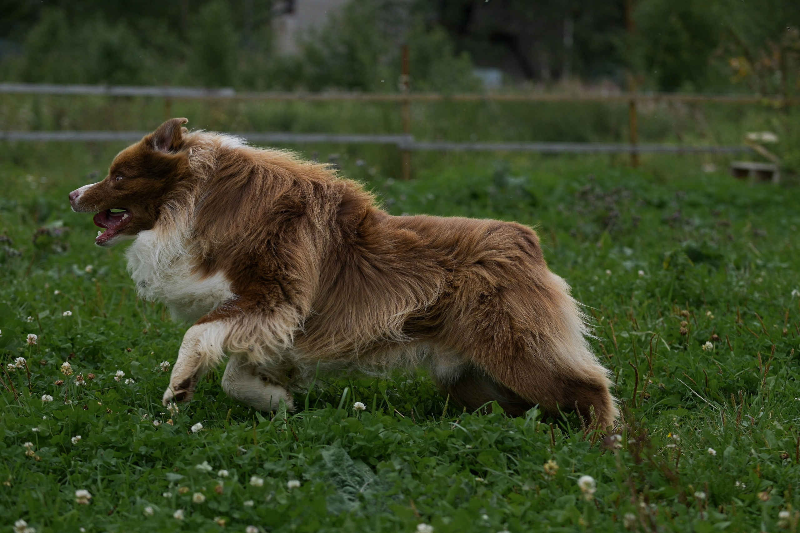 Пастьба собак. Творческий фотограф Вологда