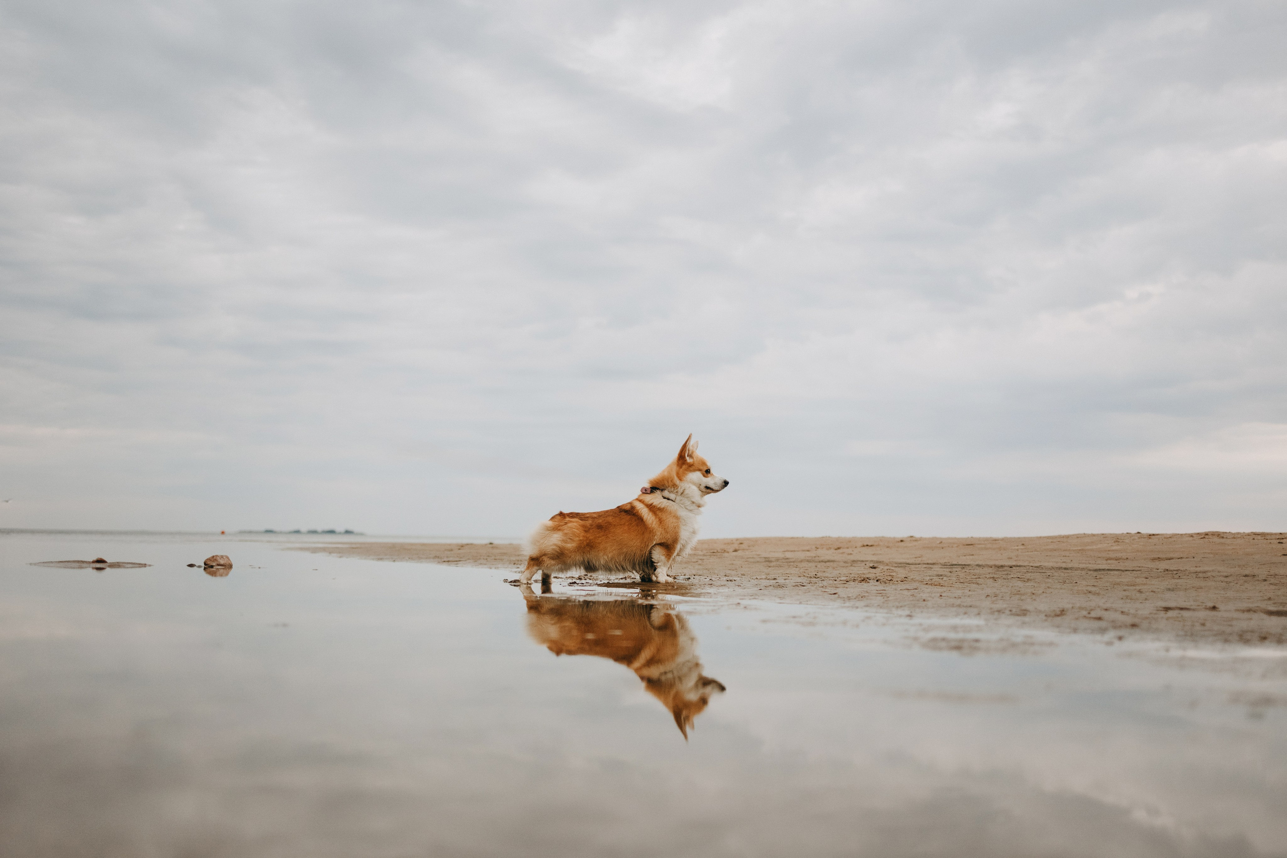 Лиза и Бакс. Фотограф — Анималист | Санкт-Петербург