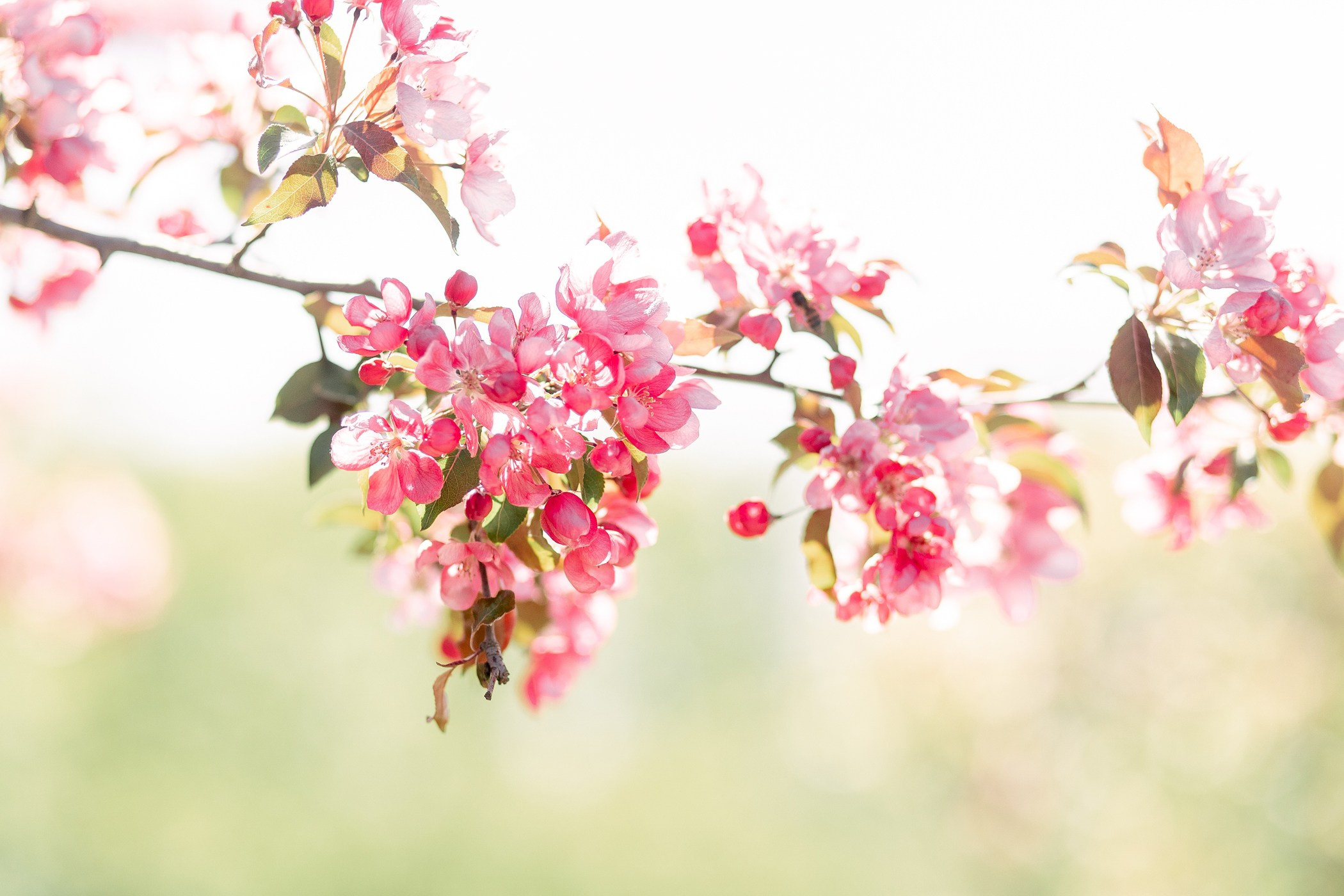 Катя. Семейный, репортажный, свадебный фотограф в Краснодаре Артур Александрин