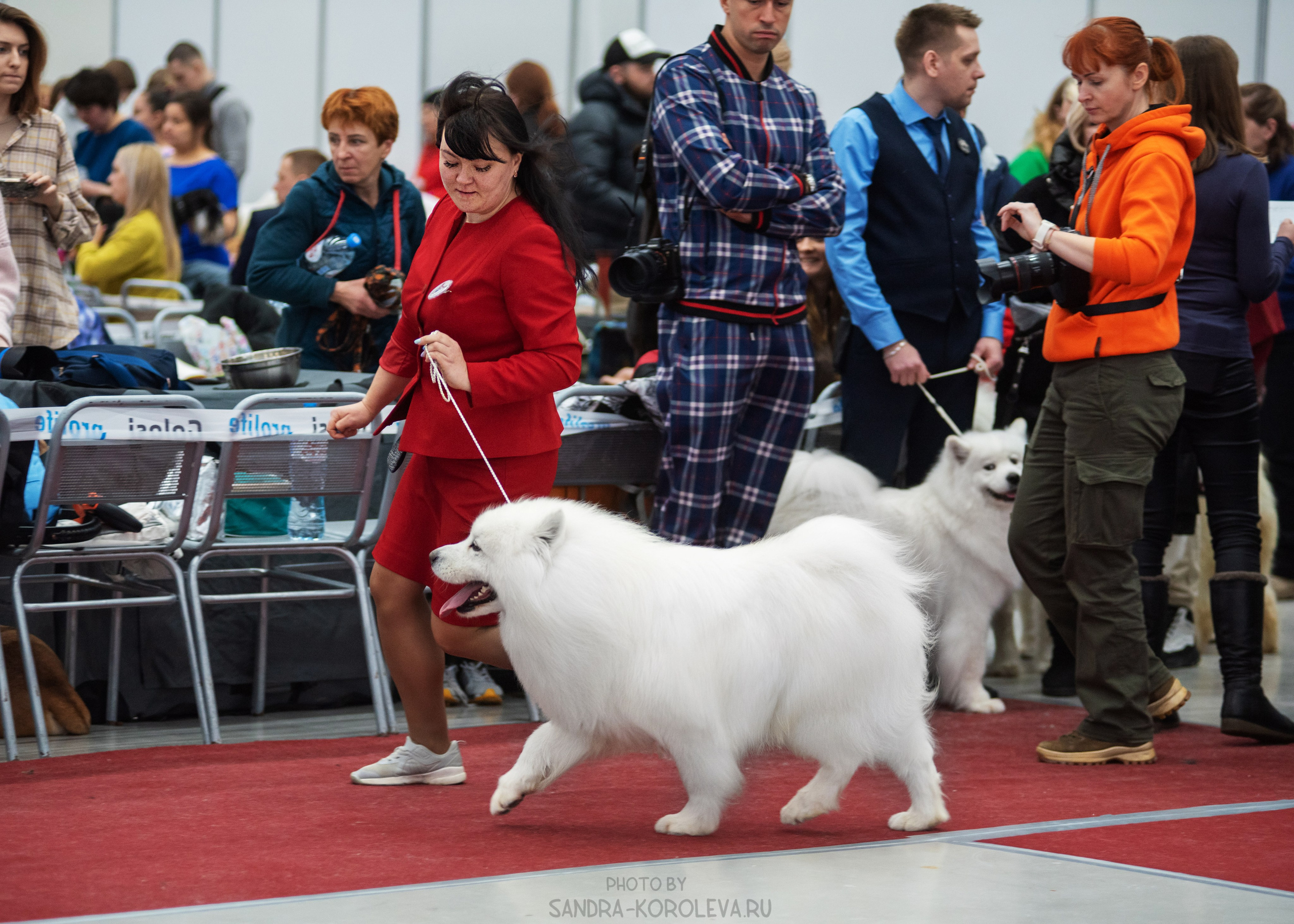 Выставка собак тюмень 14.01.2023. Дог-фотограф в Тюмени Александра Королева
