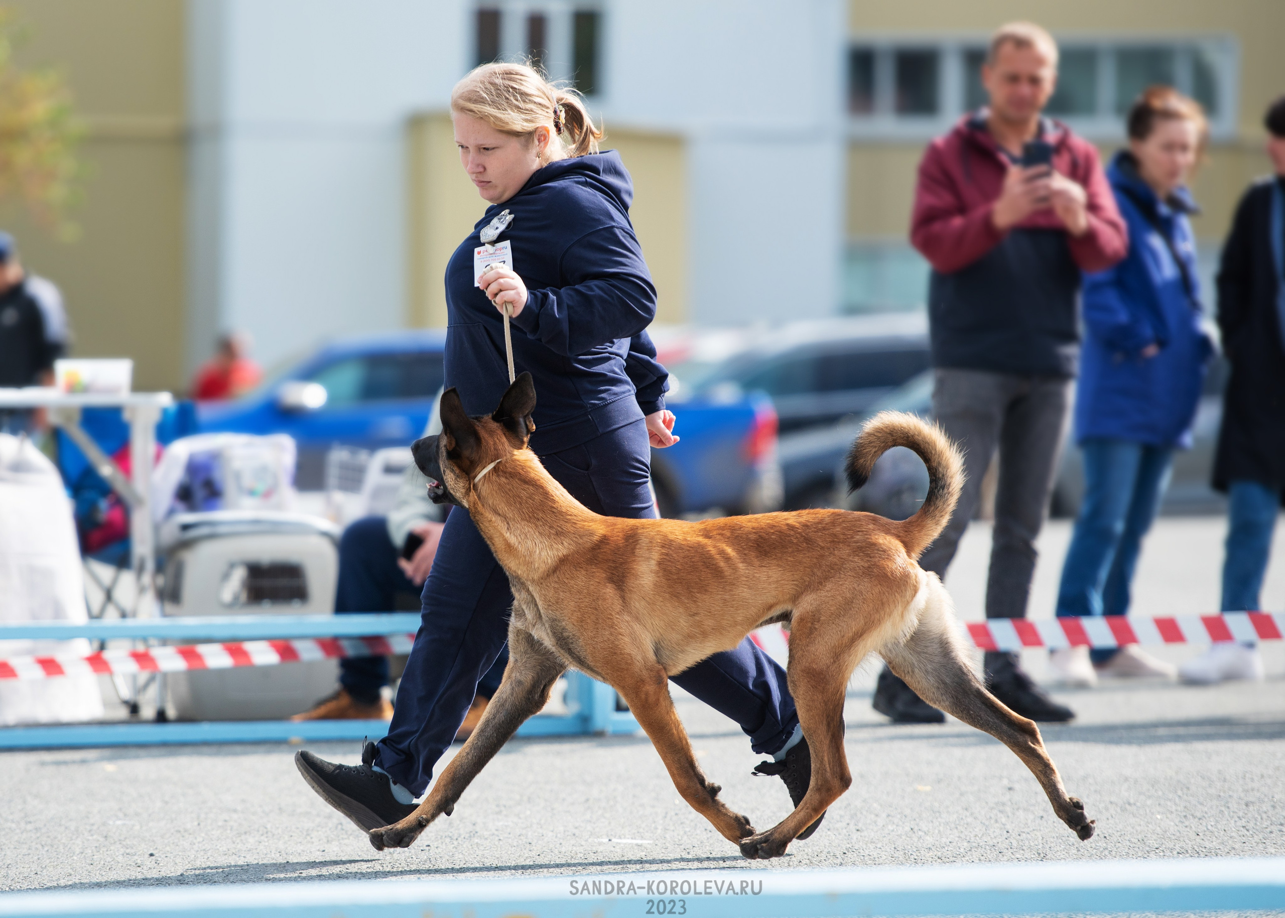 Выставка собак Тюмень 02.09.2023. Дог-фотограф в Тюмени Александра Королева