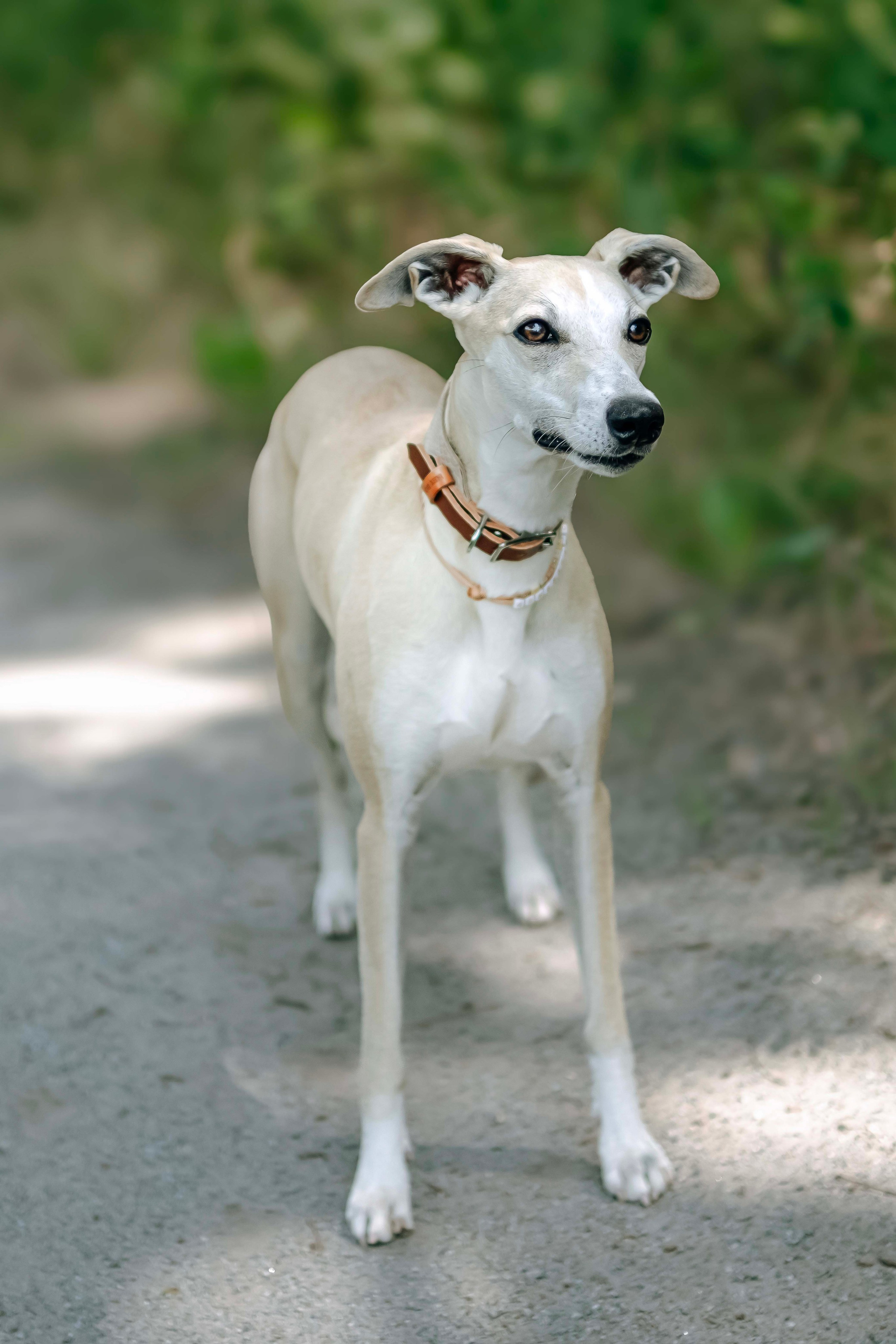 Портреты питомцев. Фотограф и видеограф в Минске Мария Войтик