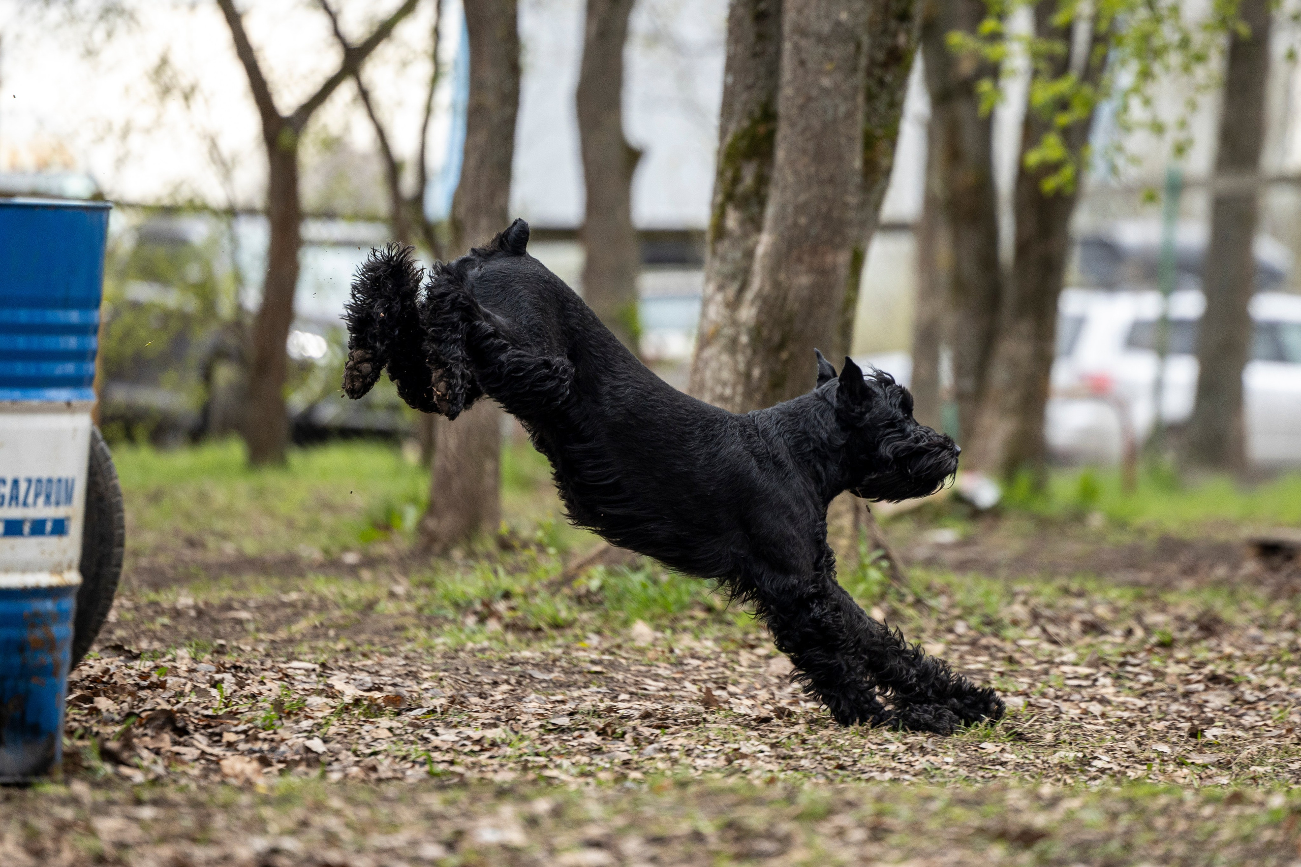 Квалификационные состязания по мондьорингу г. Вологда 11.05.24. Фотограф-анималист Анна Маринич