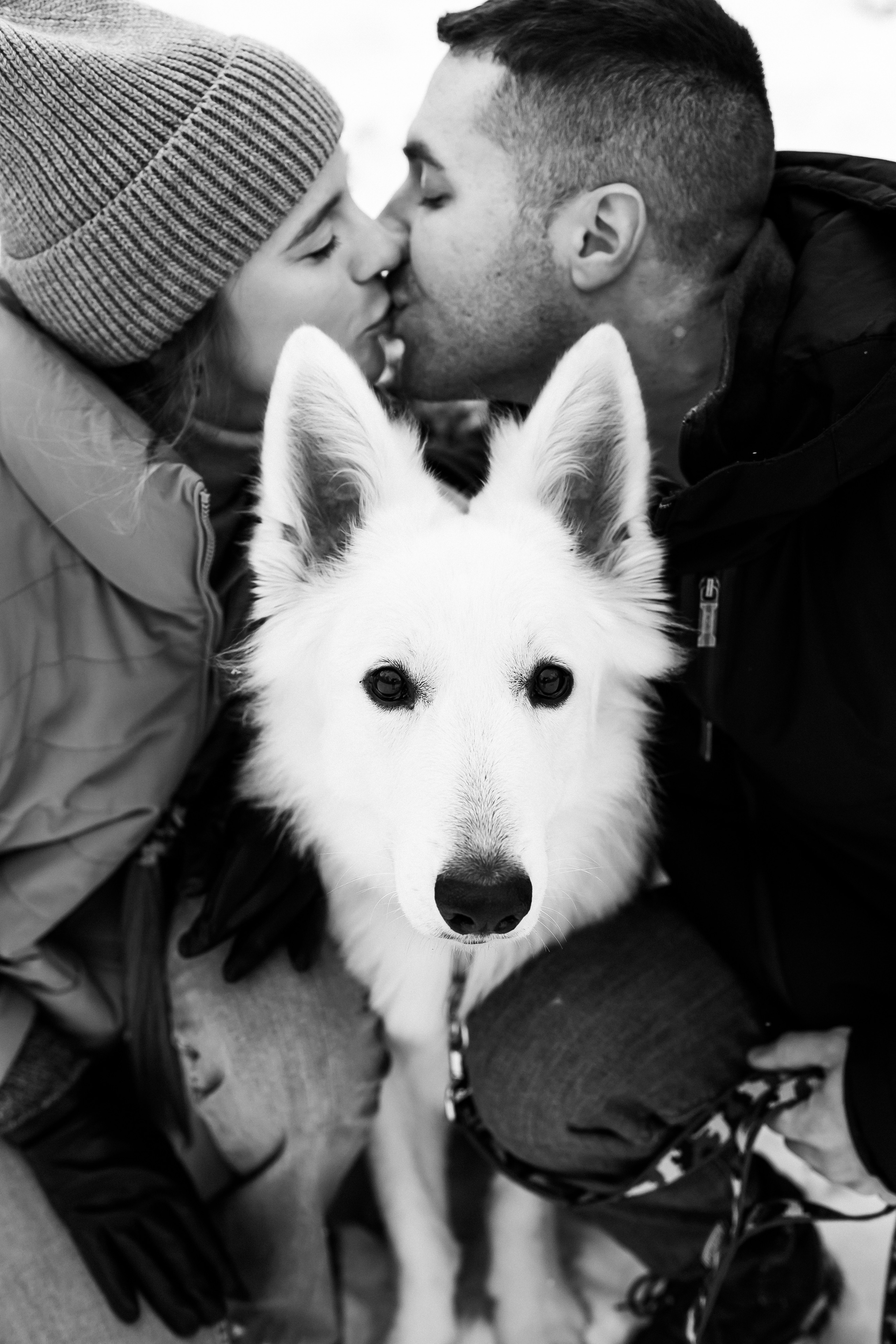 Лапы.Хвост.Снег. Майя Алиева Свадебный фотограф в Санкт-Петербурге