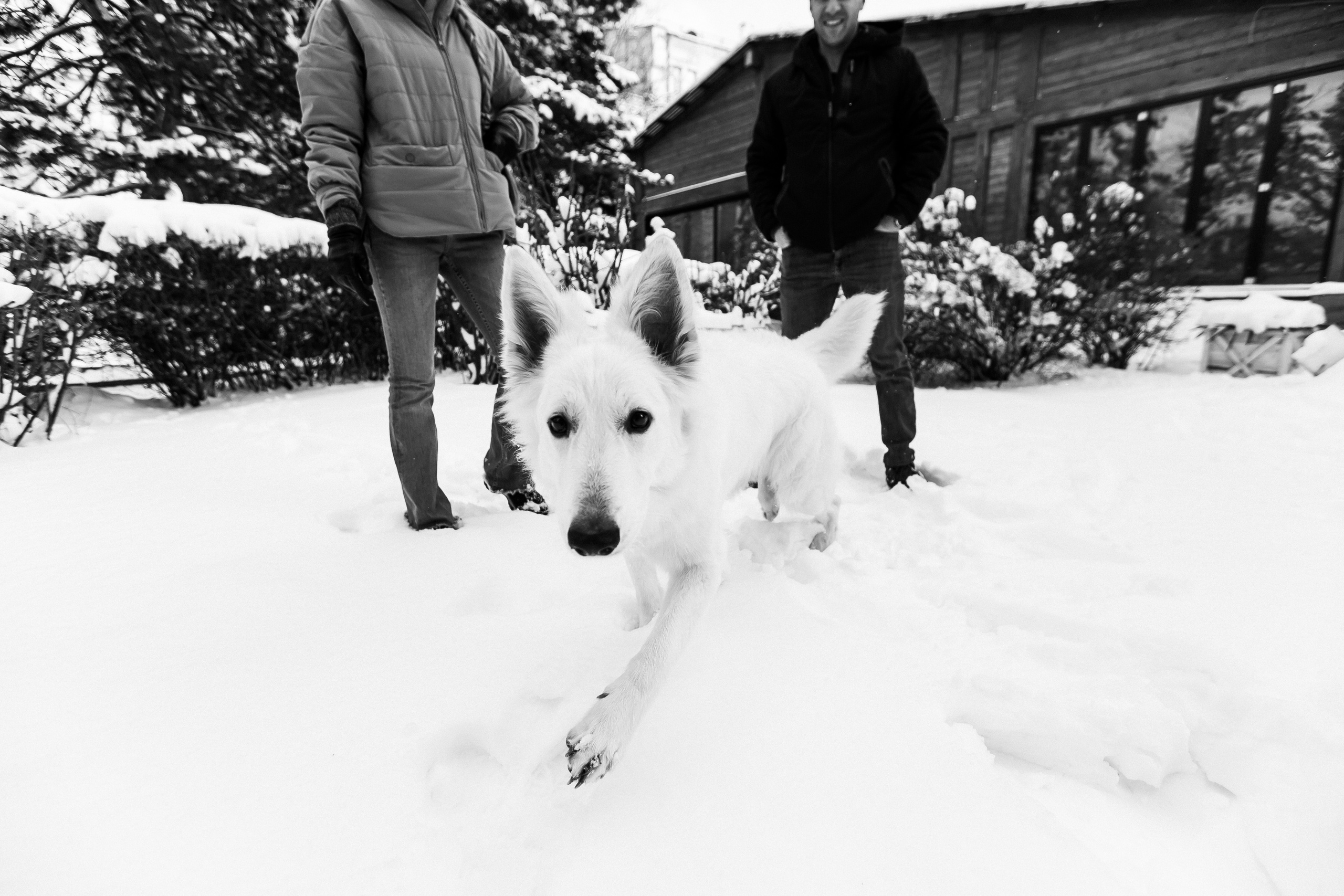 Лапы.Хвост.Снег. Майя Алиева Свадебный фотограф в Санкт-Петербурге