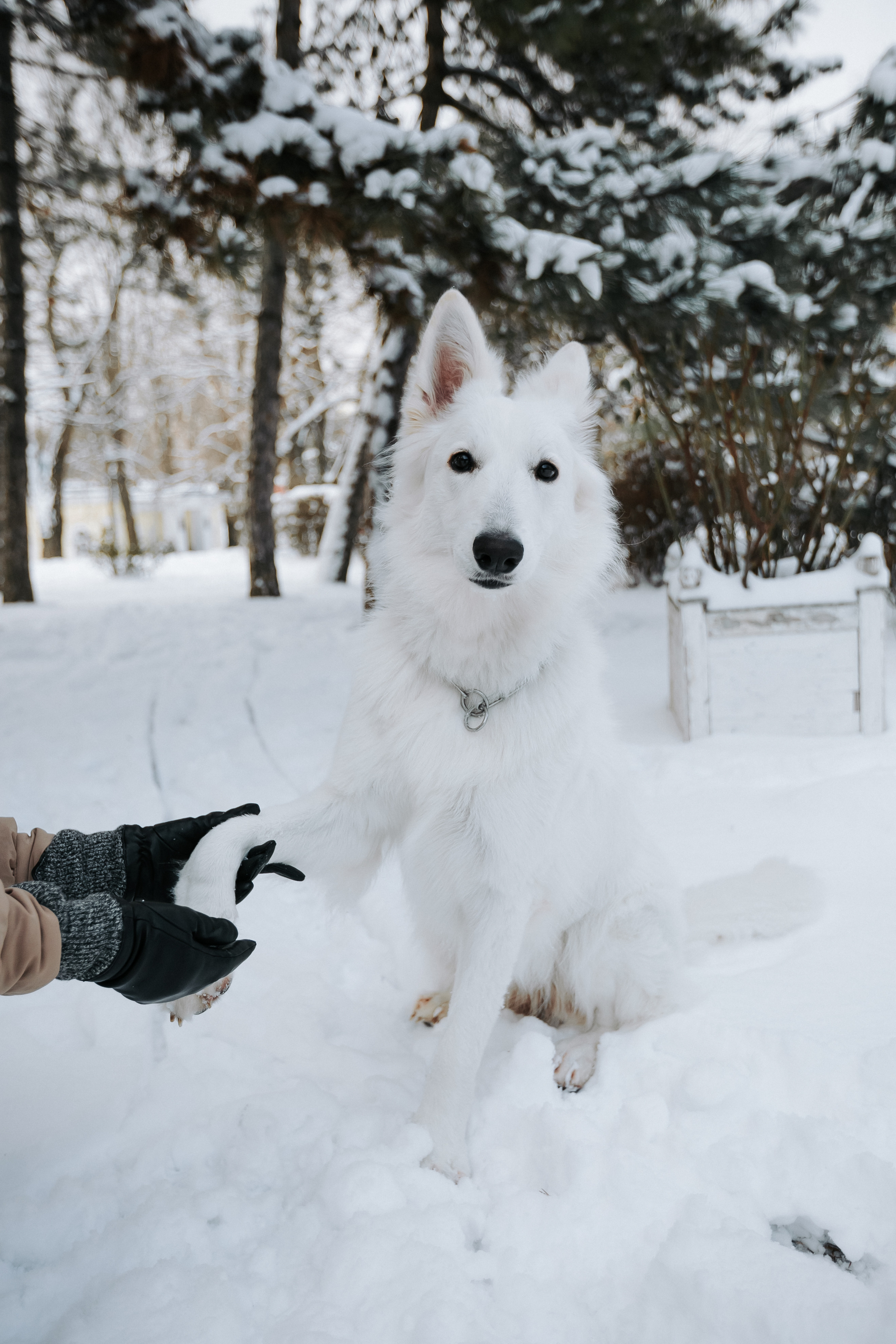Лапы.Хвост.Снег. Майя Алиева Свадебный фотограф в Санкт-Петербурге