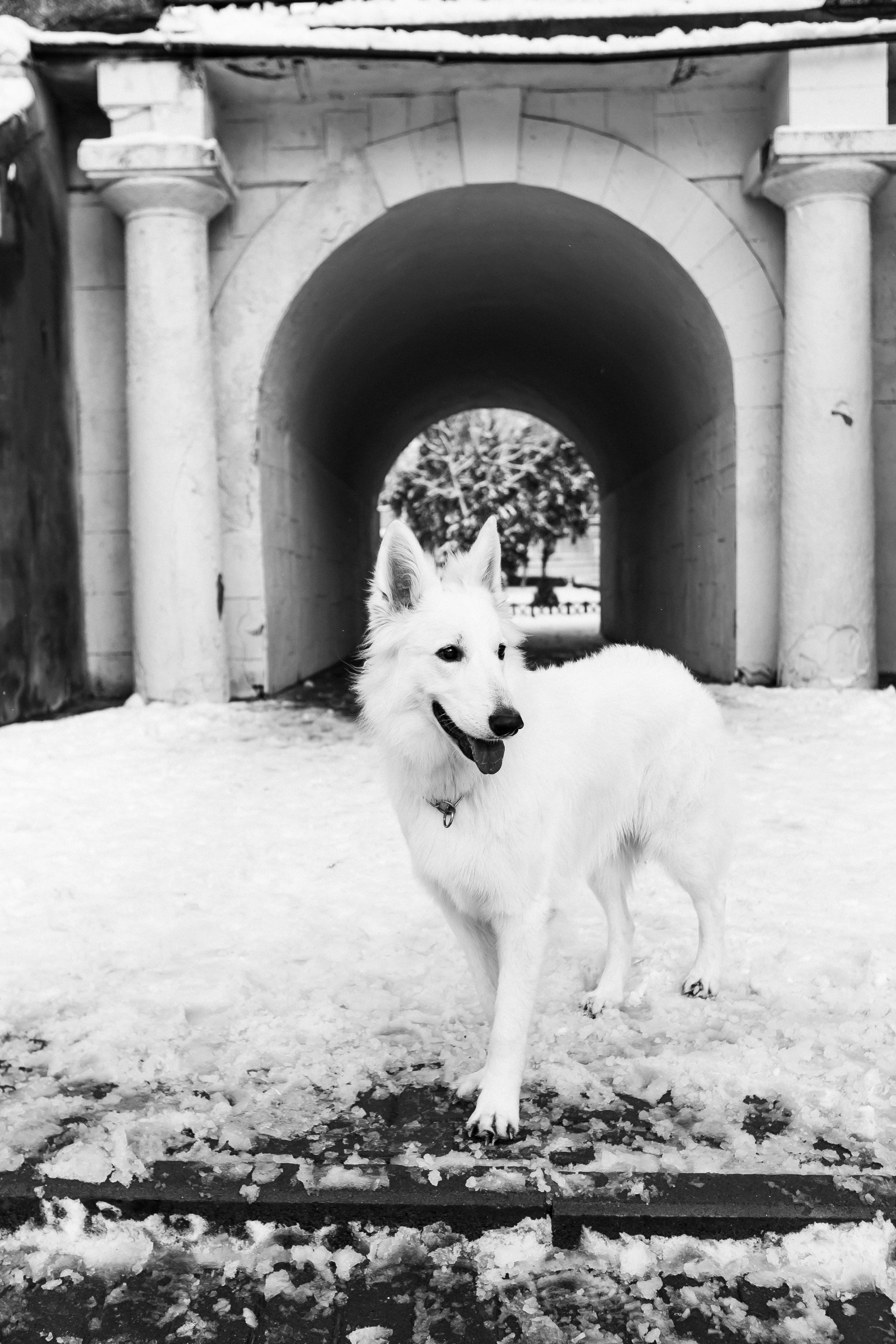 Лапы.Хвост.Снег. Майя Алиева Свадебный фотограф в Санкт-Петербурге