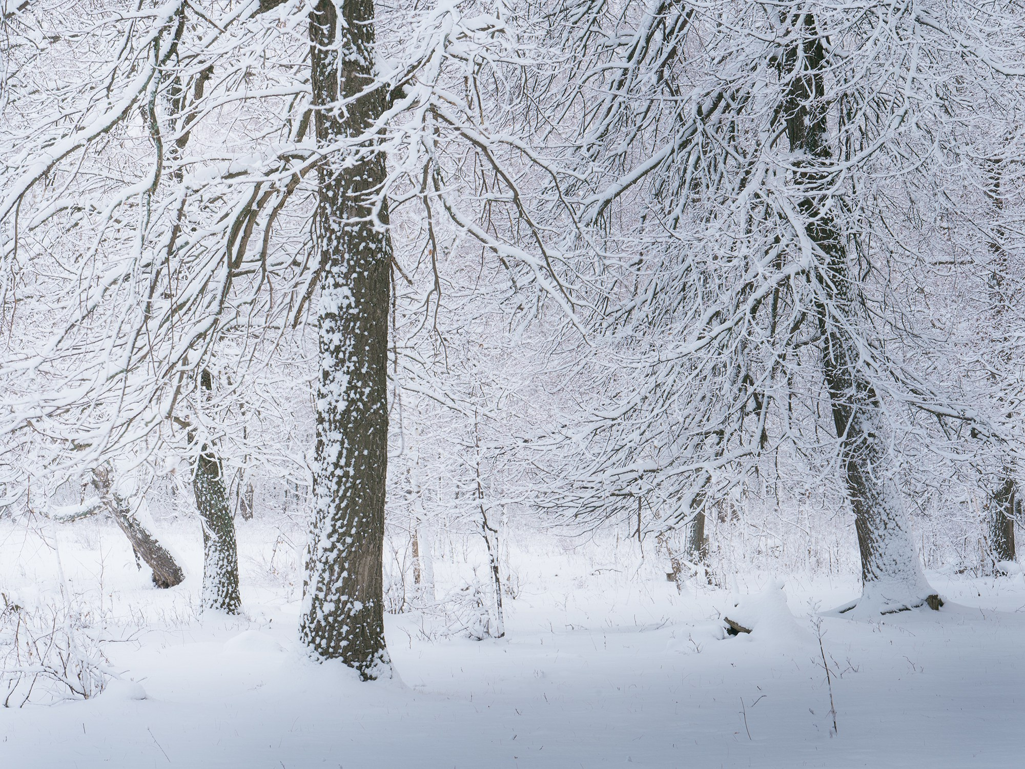 Зимний лес. Пейзажный фотограф Руслан Лукманов