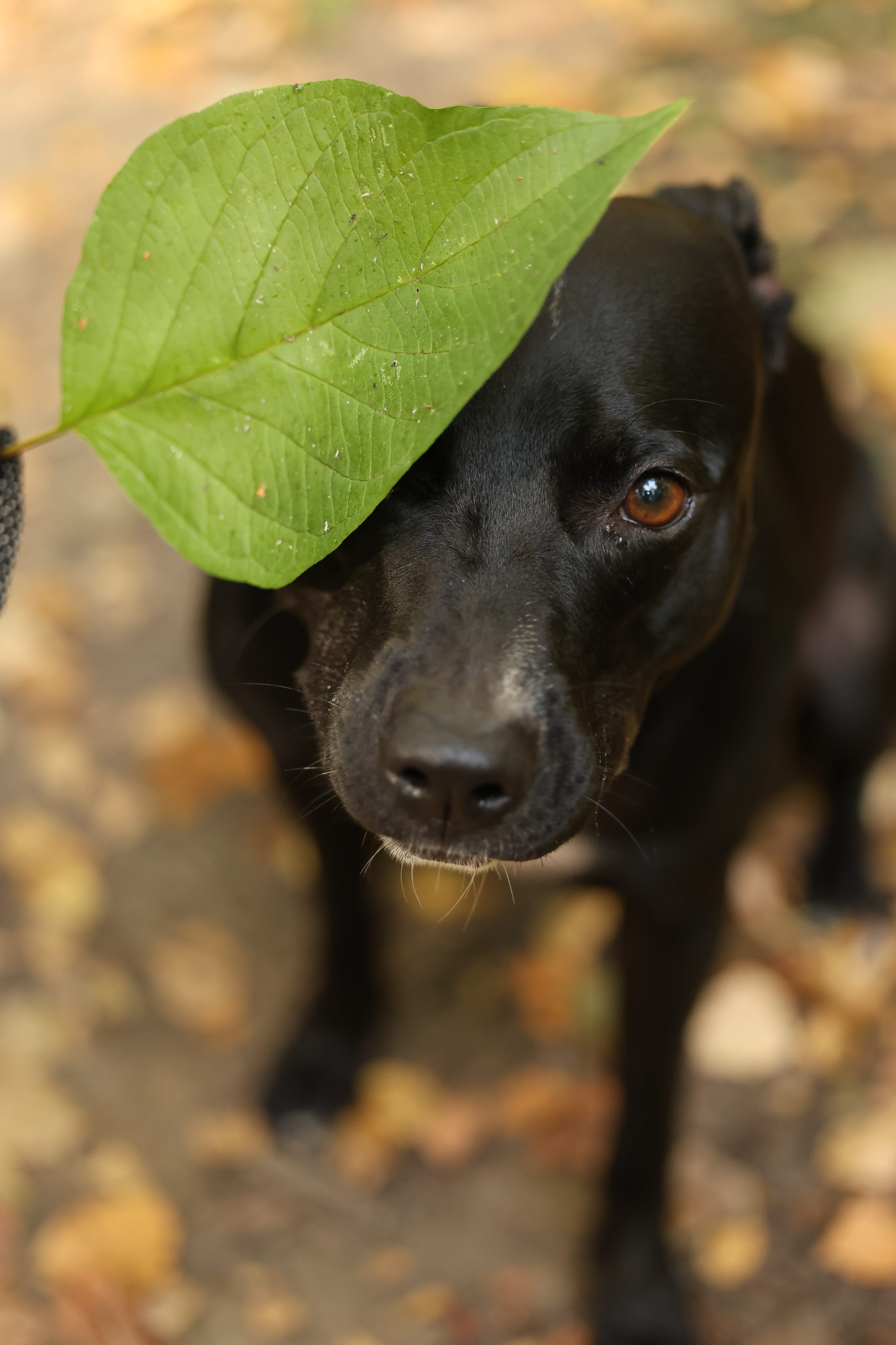 Алена и Бора. Виктория Михайловская. Фотограф-анималист. Москва