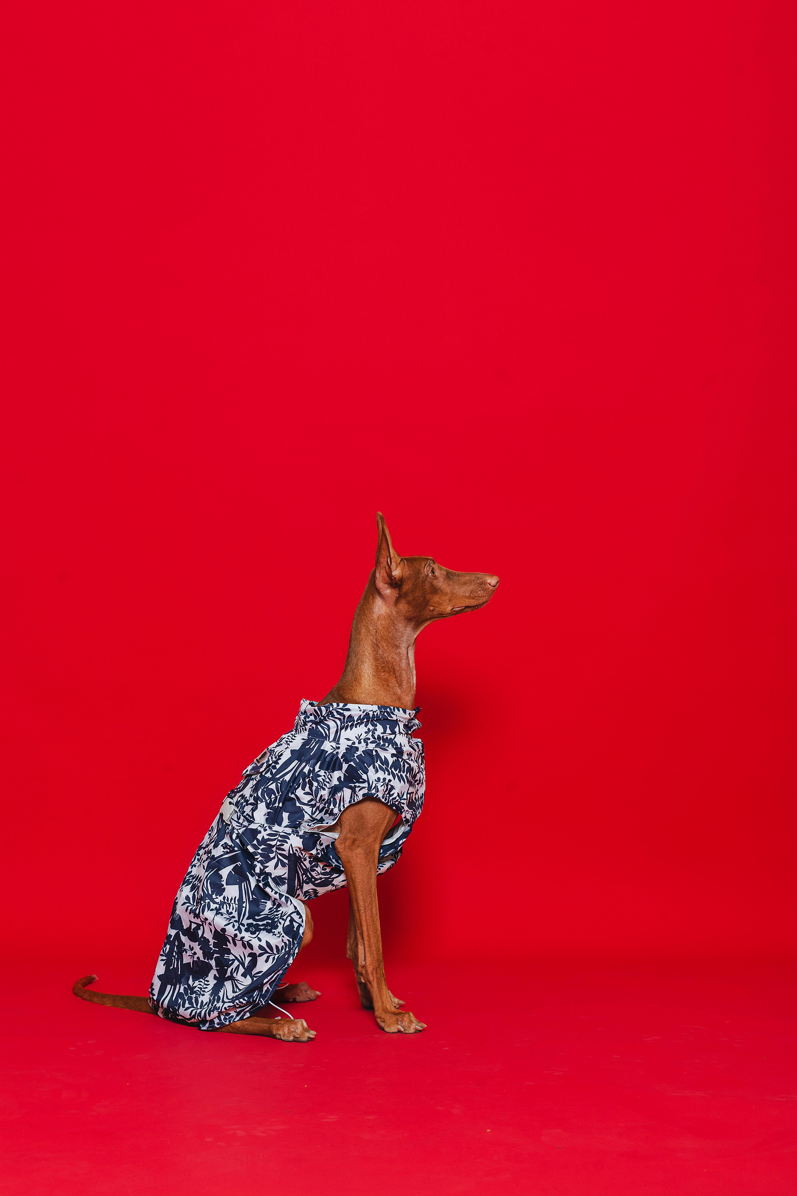 Съемка для бренда TEDDYBOY. Фотограф-анималист Татьяна Степанова