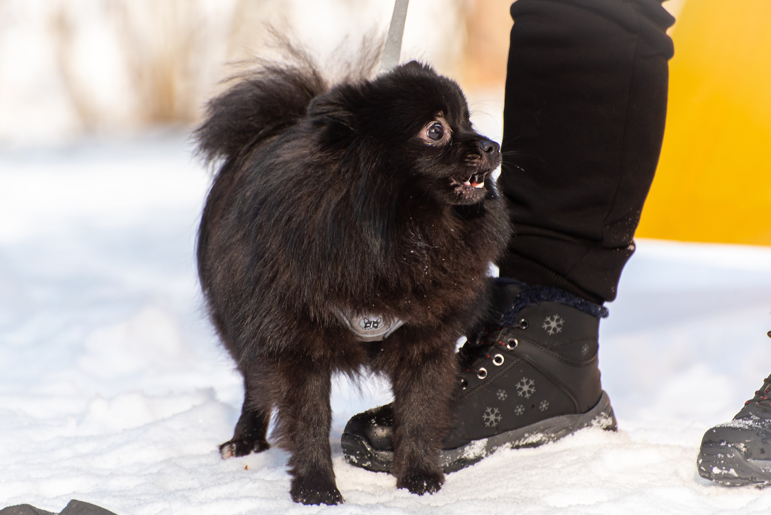 Фотосъёмка с собаками в Кинологическом лагере. Фотограф Макс Огурцов в Нижнем Новгороде