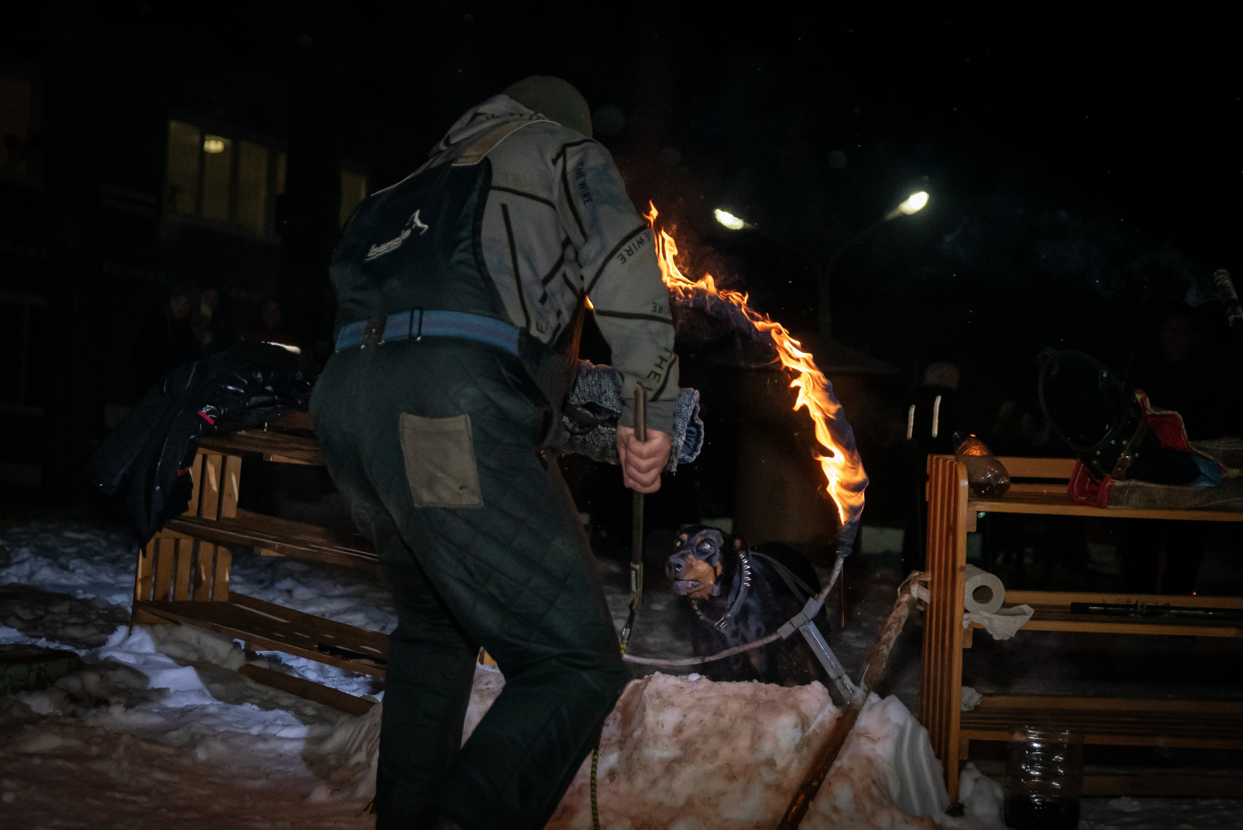 Фотосъёмка с собаками в Кинологическом лагере. Фотограф Макс Огурцов в Нижнем Новгороде