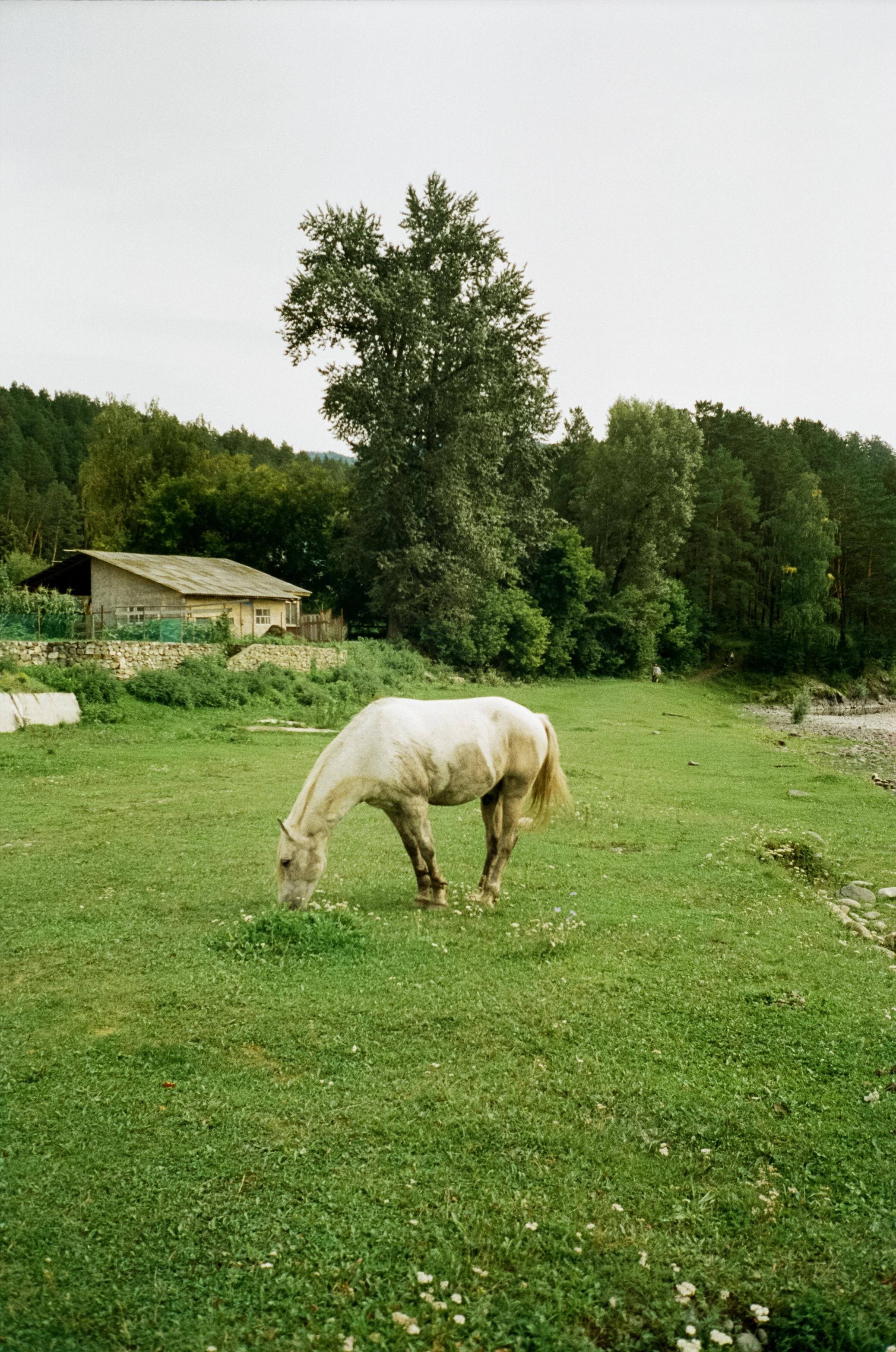 Моторафтинг по Катуни и лошадки у Бережка. Фотограф-документалист Мария Осокина