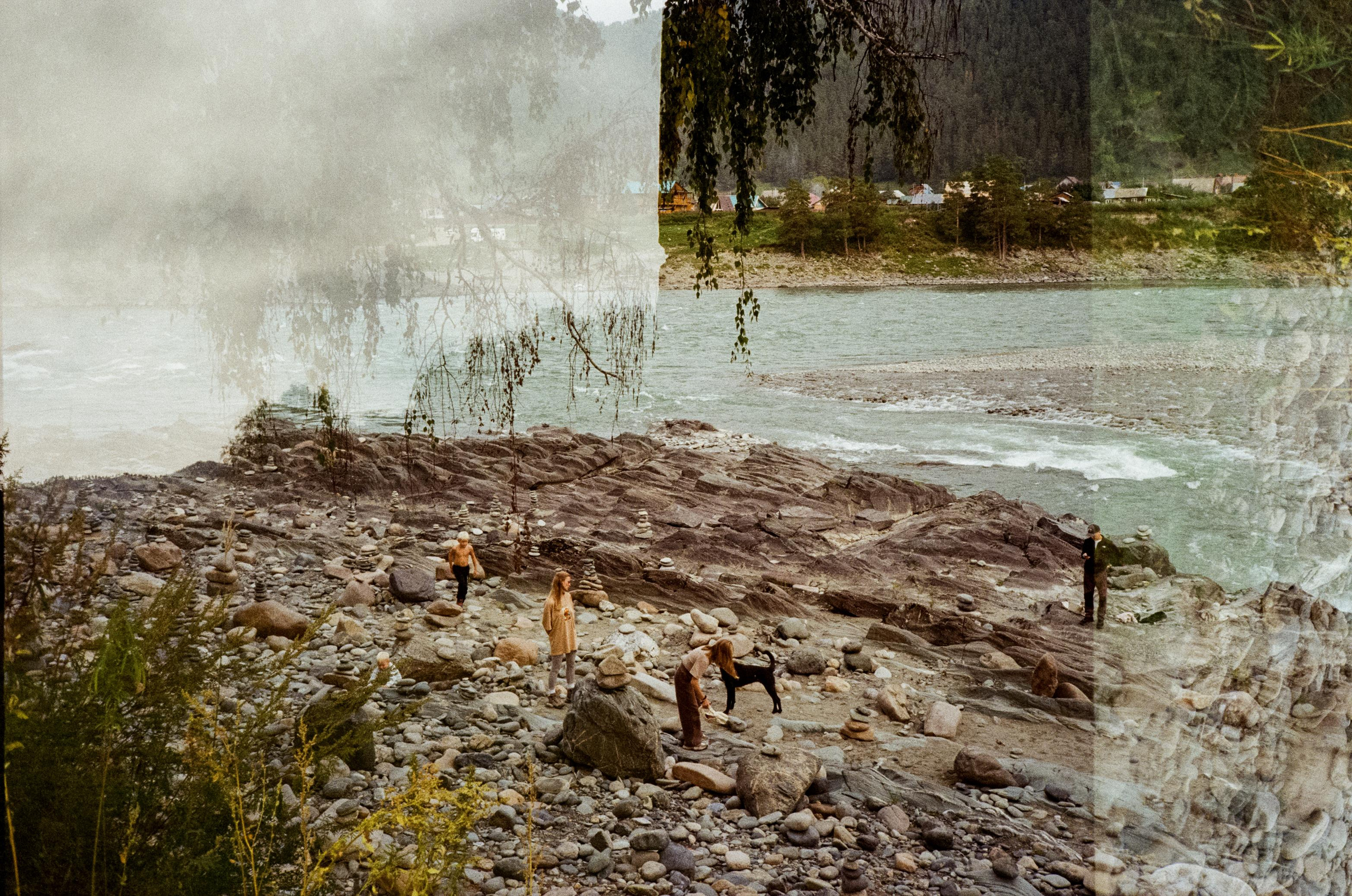 Зубы Дракона. Вид на скалы с левого берега Катуни, коровы и березы. Фотограф-документалист Мария Осокина