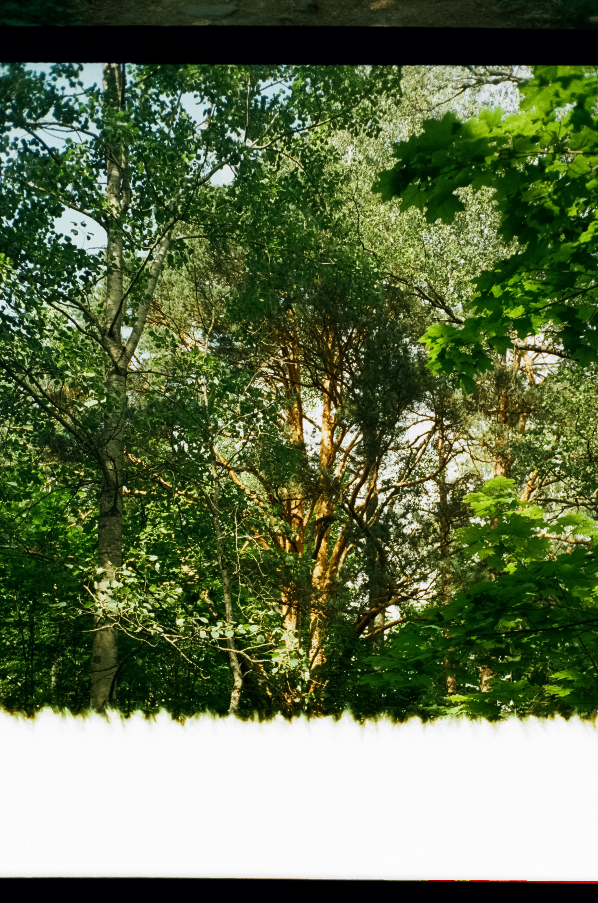 Остров Каменистый на реке Вуокса: экотропа в сосновом лесу, скалы и пл. Фотограф-документалист Мария Осокина