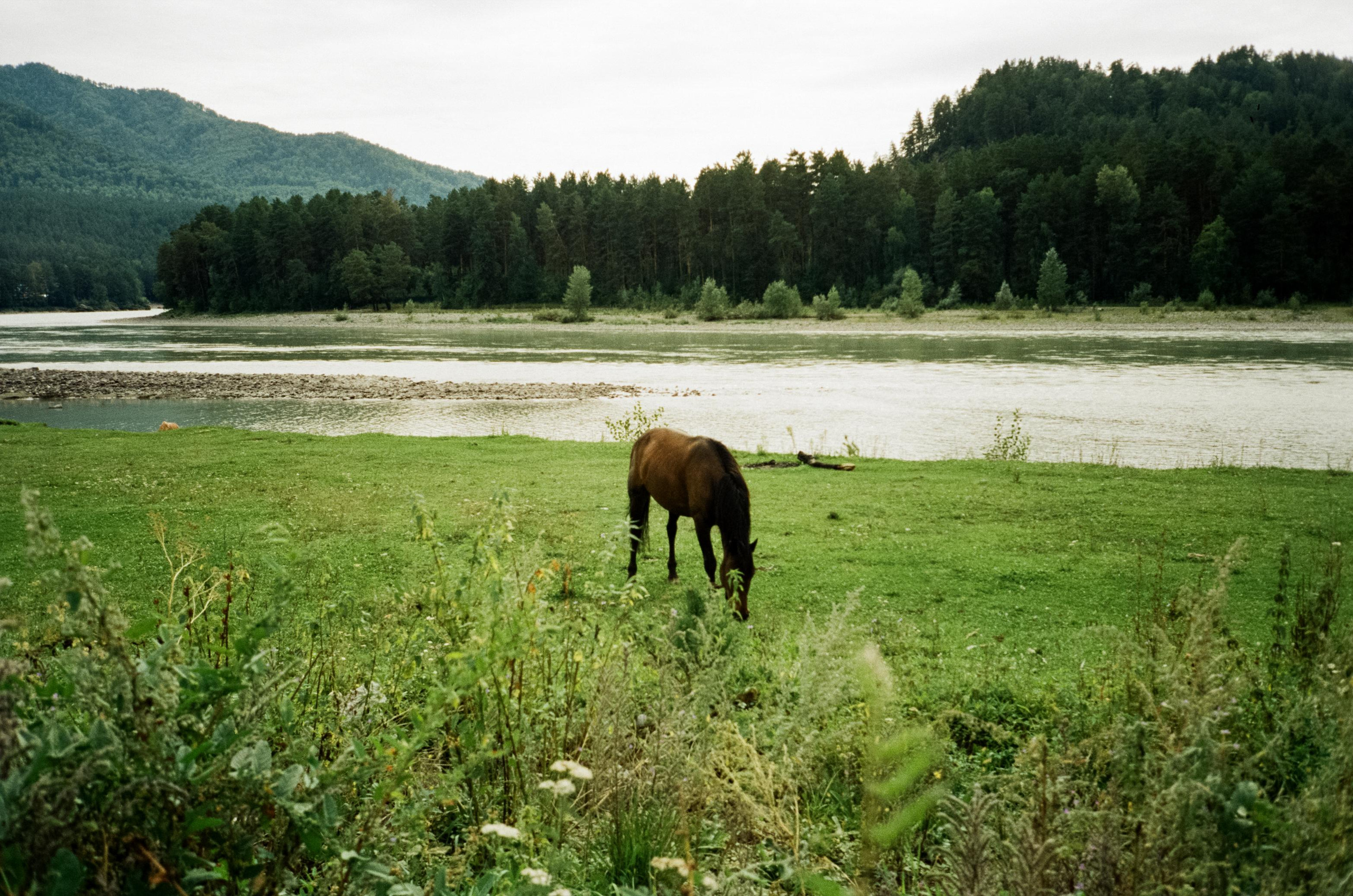 Моторафтинг по Катуни и лошадки у Бережка. Фотограф-документалист Мария Осокина