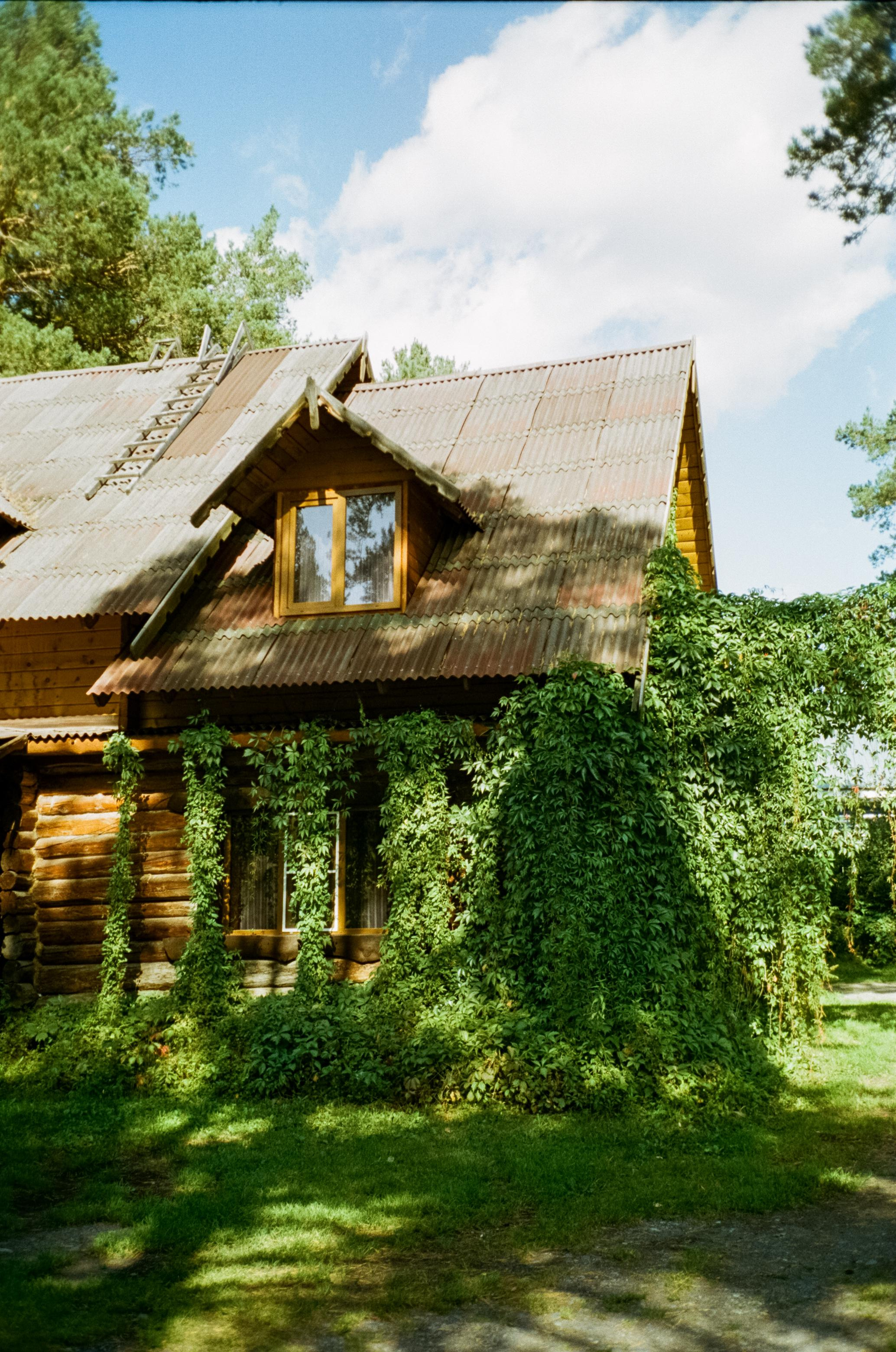 База Altai Star: сосновый лес, теремки и берег Катуни. Фотограф-документалист Мария Осокина