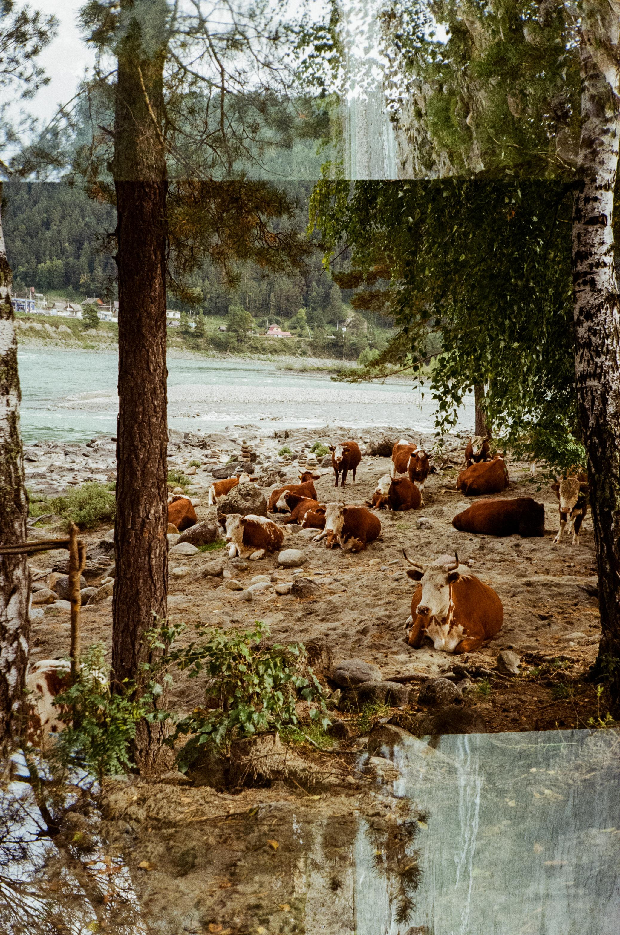 Зубы Дракона. Вид на скалы с левого берега Катуни, коровы и березы. Фотограф-документалист Мария Осокина
