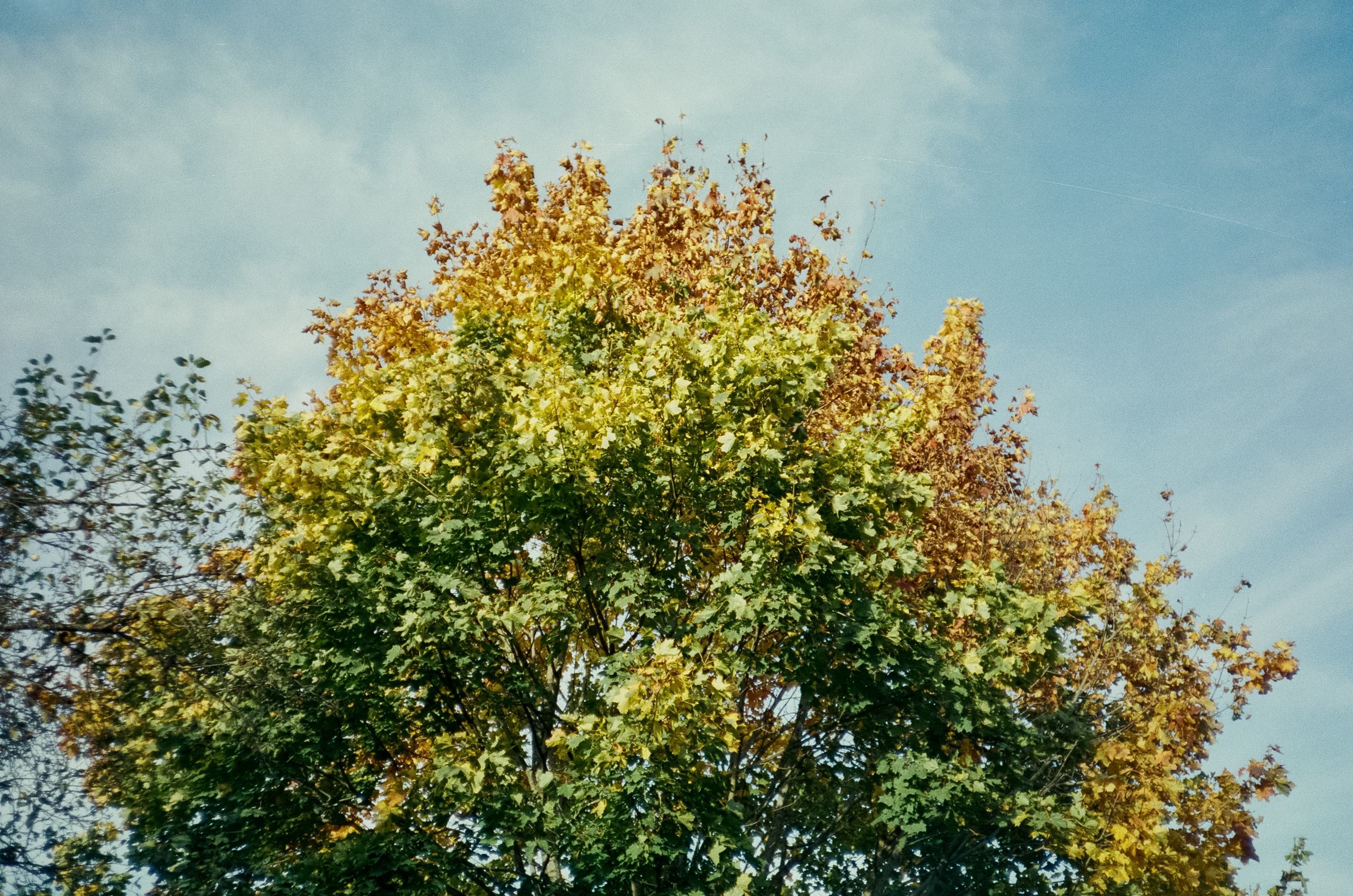 Наша дача и прогулка по садоводству. Золотая осень. Фотограф-документалист Мария Осокина