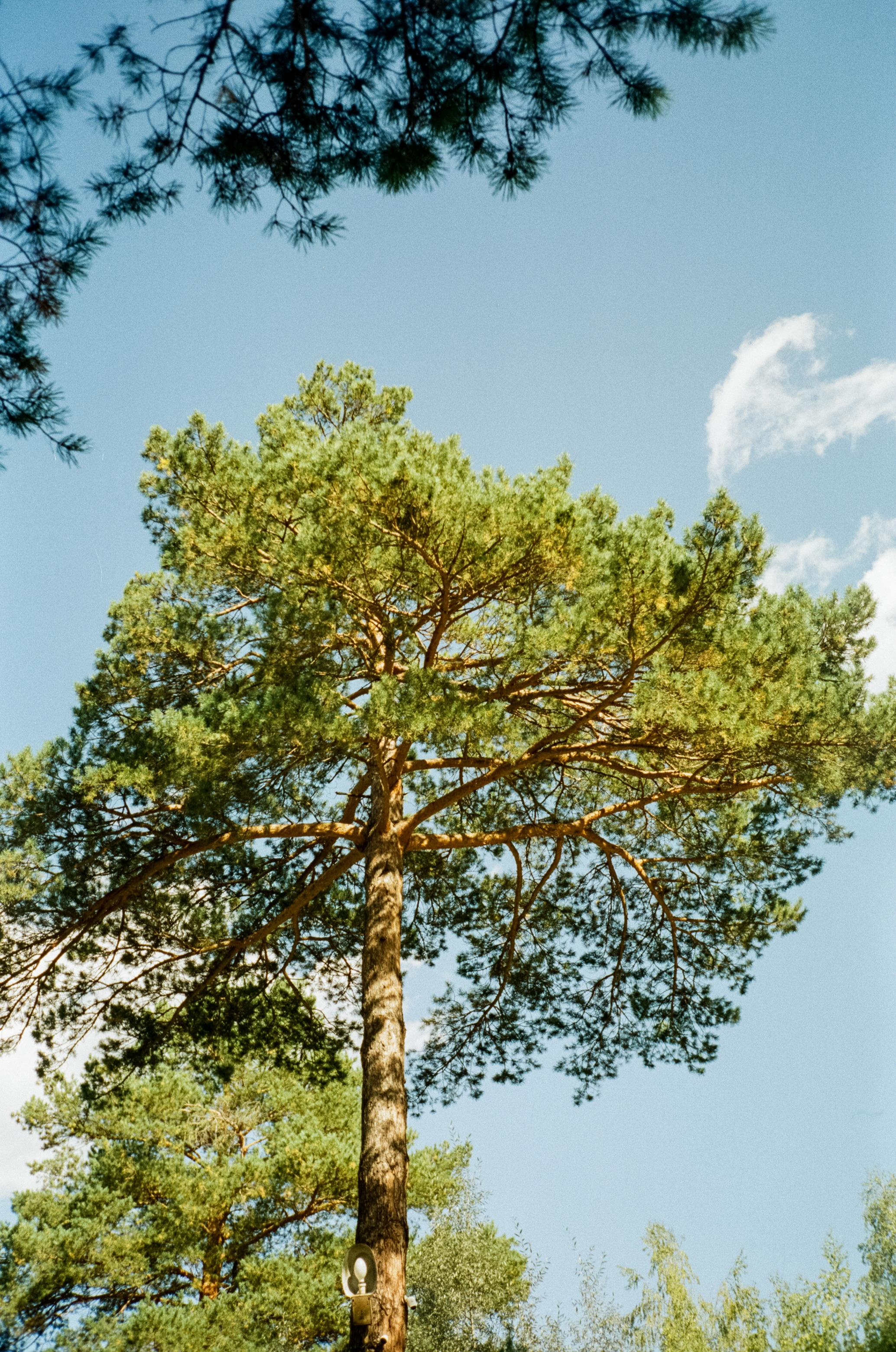 База Altai Star: сосновый лес, теремки и берег Катуни. Фотограф-документалист Мария Осокина