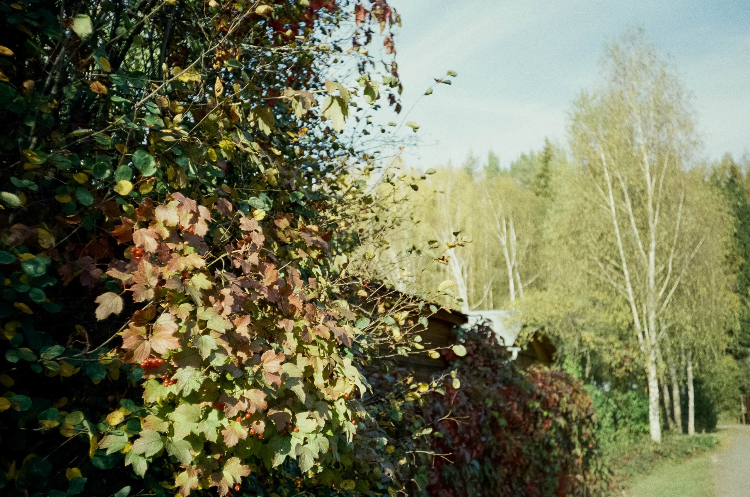 Наша дача и прогулка по садоводству. Золотая осень. Фотограф-документалист Мария Осокина