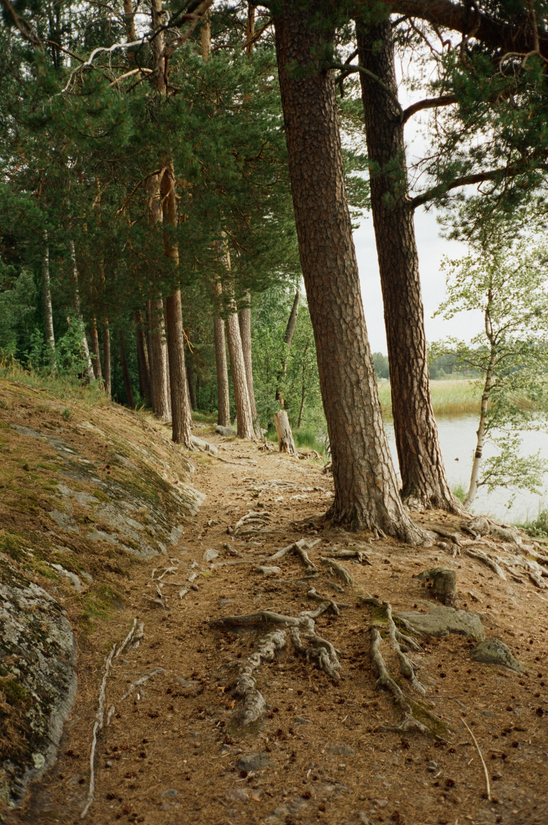 Остров Каменистый на реке Вуокса: экотропа в сосновом лесу, скалы и пл. Фотограф-документалист Мария Осокина