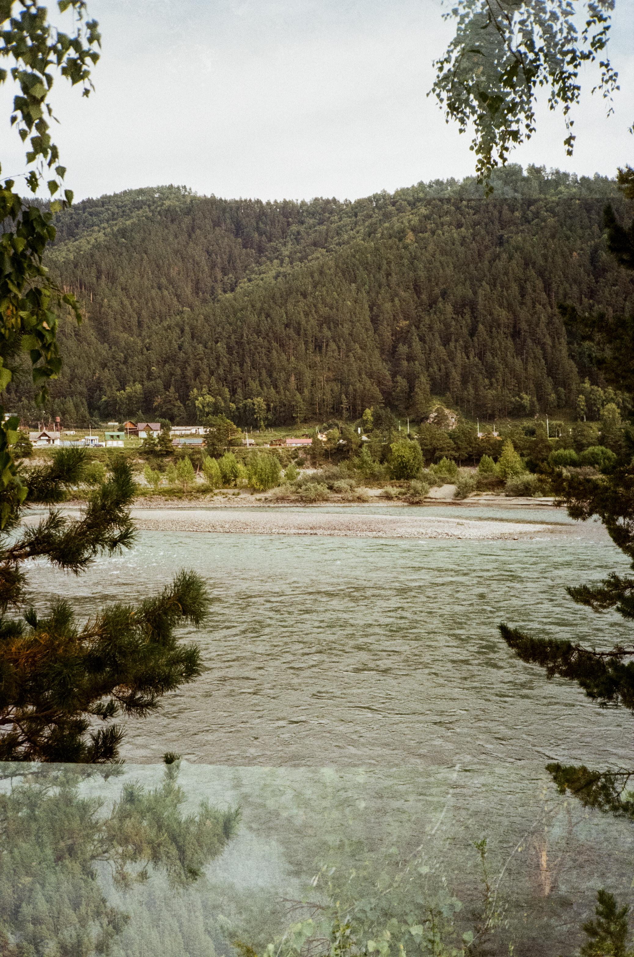 Зубы Дракона. Вид на скалы с левого берега Катуни, коровы и березы. Фотограф-документалист Мария Осокина