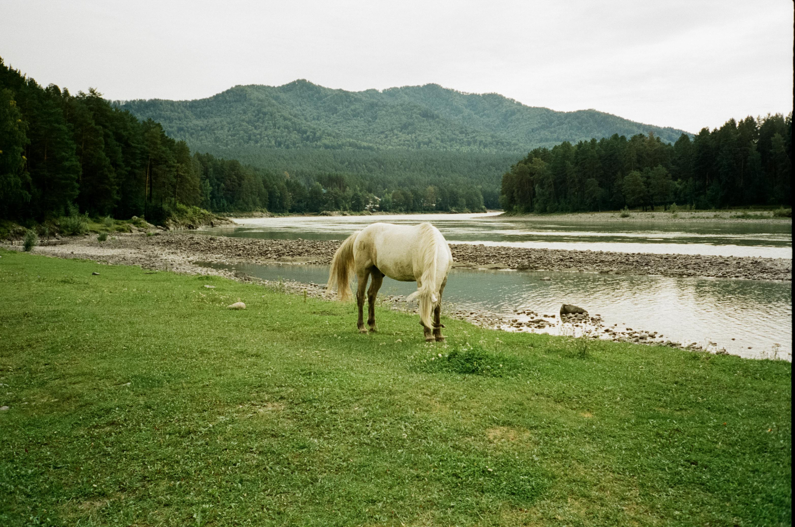 Моторафтинг по Катуни и лошадки у Бережка. Фотограф-документалист Мария Осокина