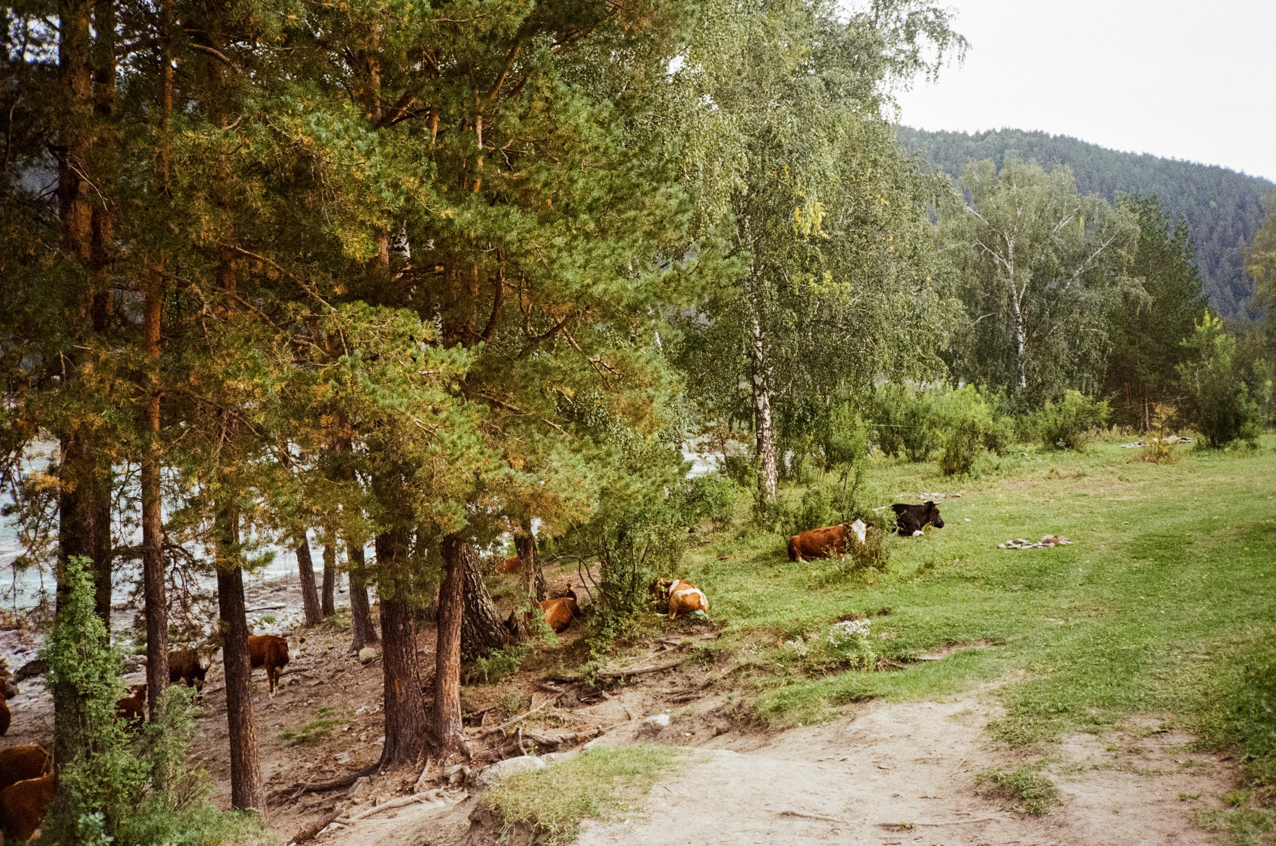 Зубы Дракона. Вид на скалы с левого берега Катуни, коровы и березы. Фотограф-документалист Мария Осокина