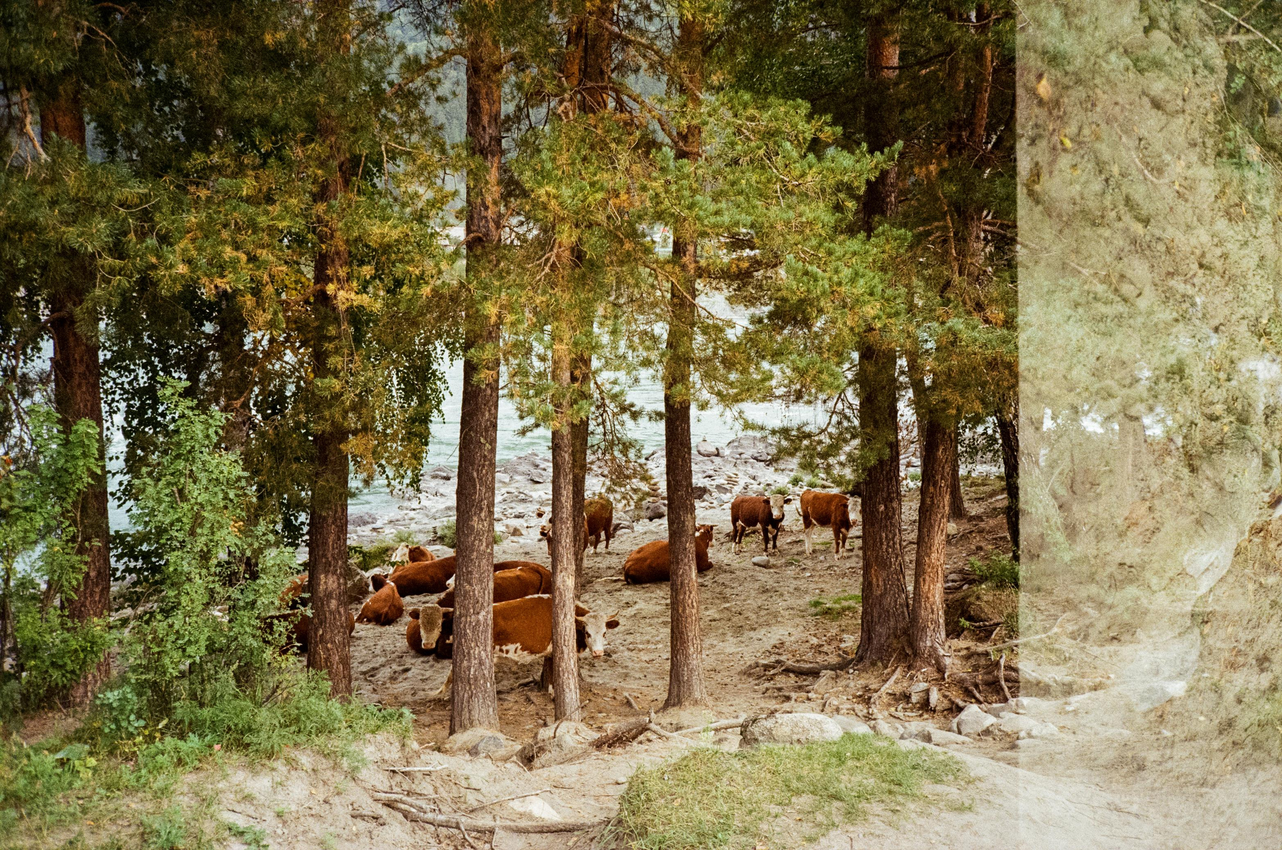 Зубы Дракона. Вид на скалы с левого берега Катуни, коровы и березы. Фотограф-документалист Мария Осокина