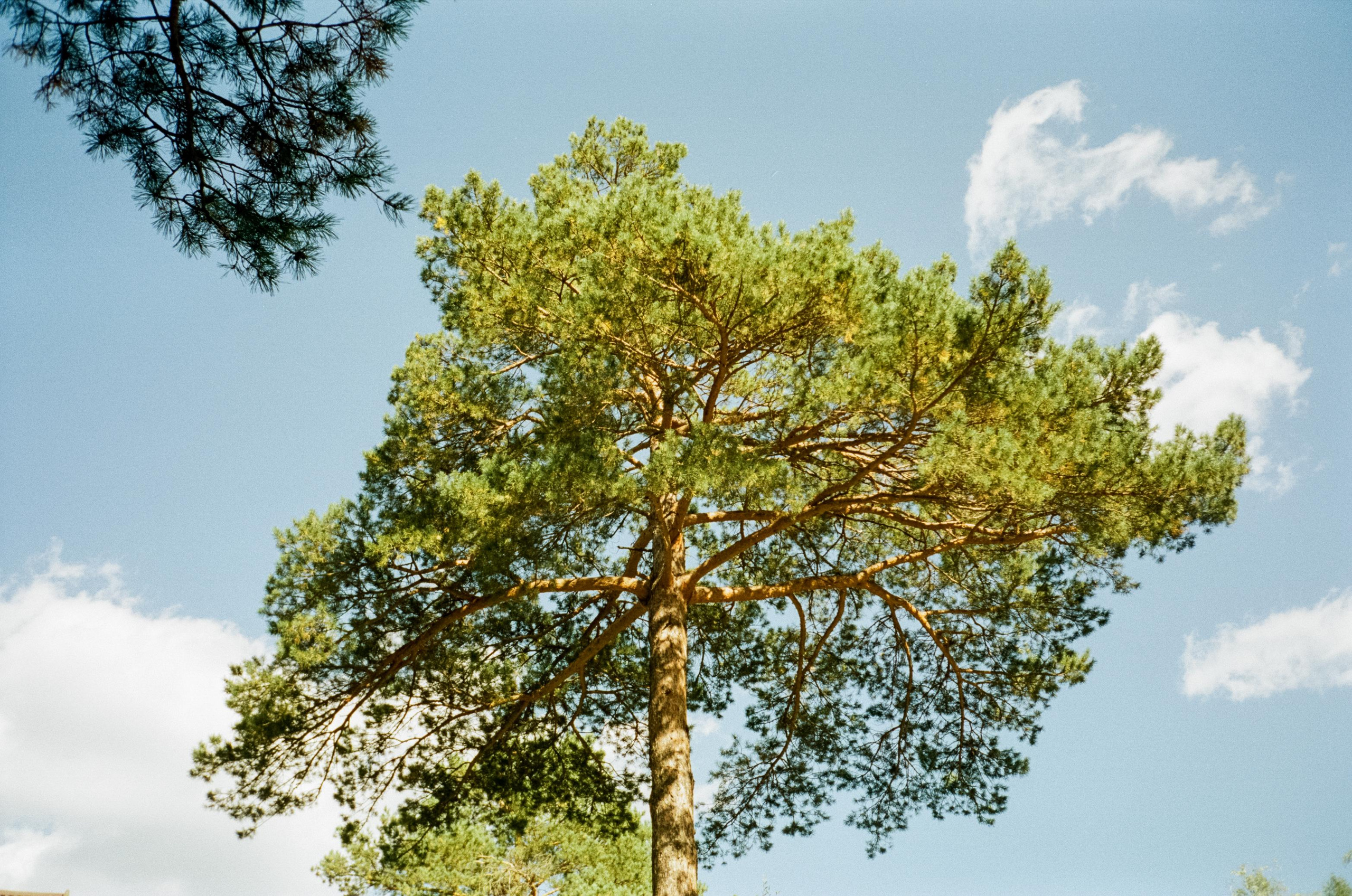 База Altai Star: сосновый лес, теремки и берег Катуни. Фотограф-документалист Мария Осокина