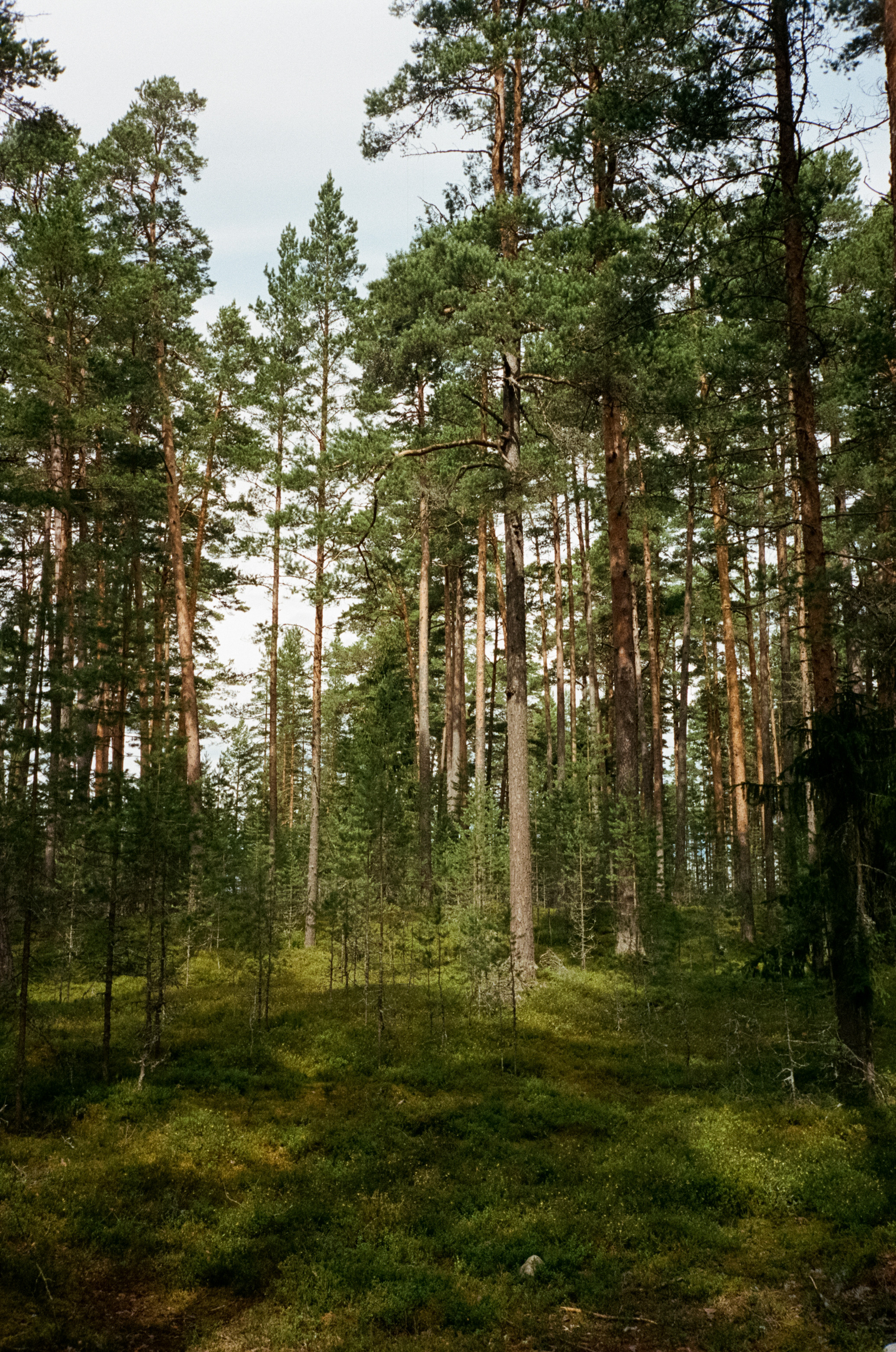Остров Коневец. Конь-камень, берег Ладоги и Святая гора. Фотограф-документалист Мария Осокина