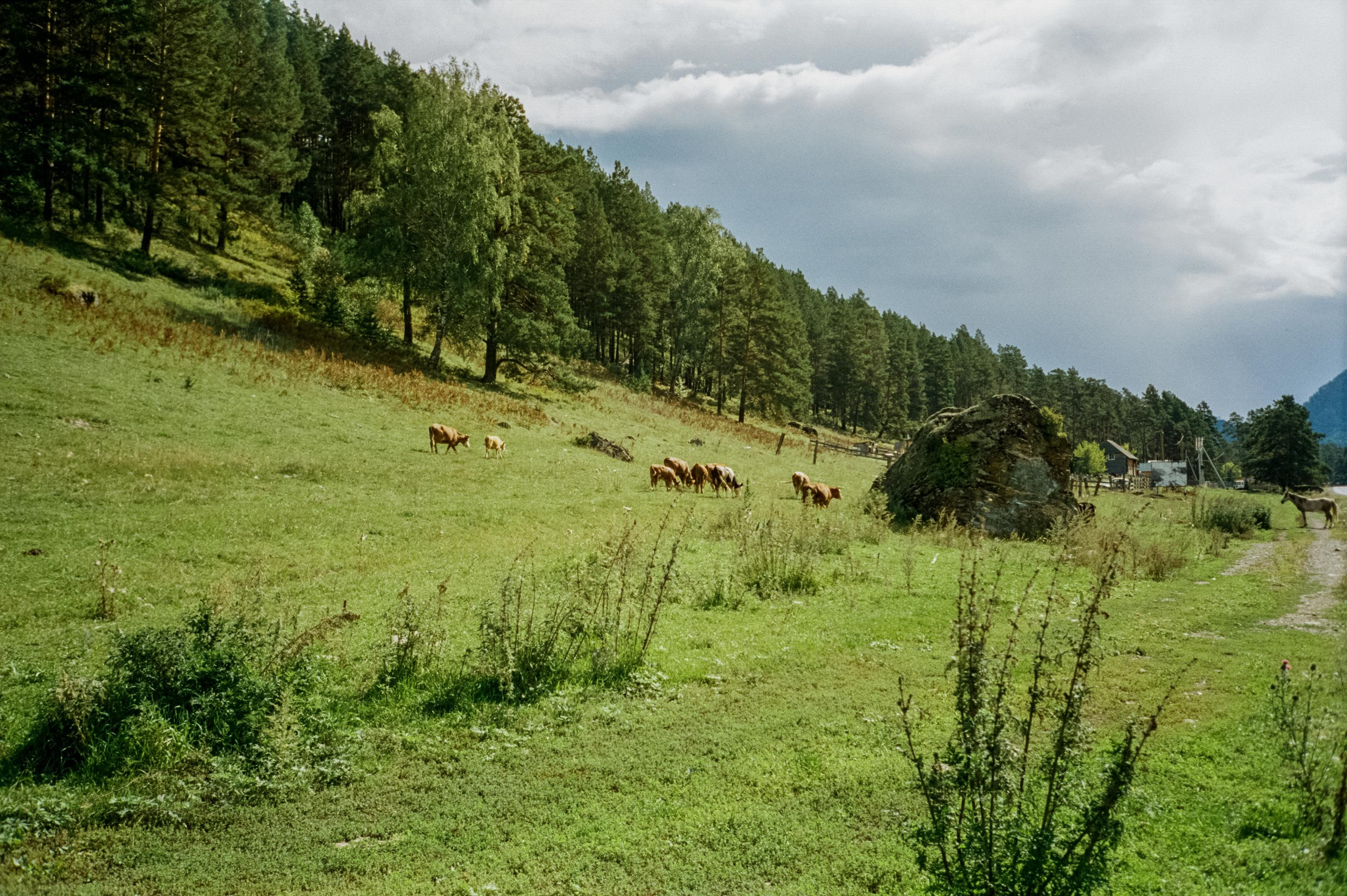 Дорога к селу Элекмонар и часовне на реке Куюм. Фотограф-документалист Мария Осокина