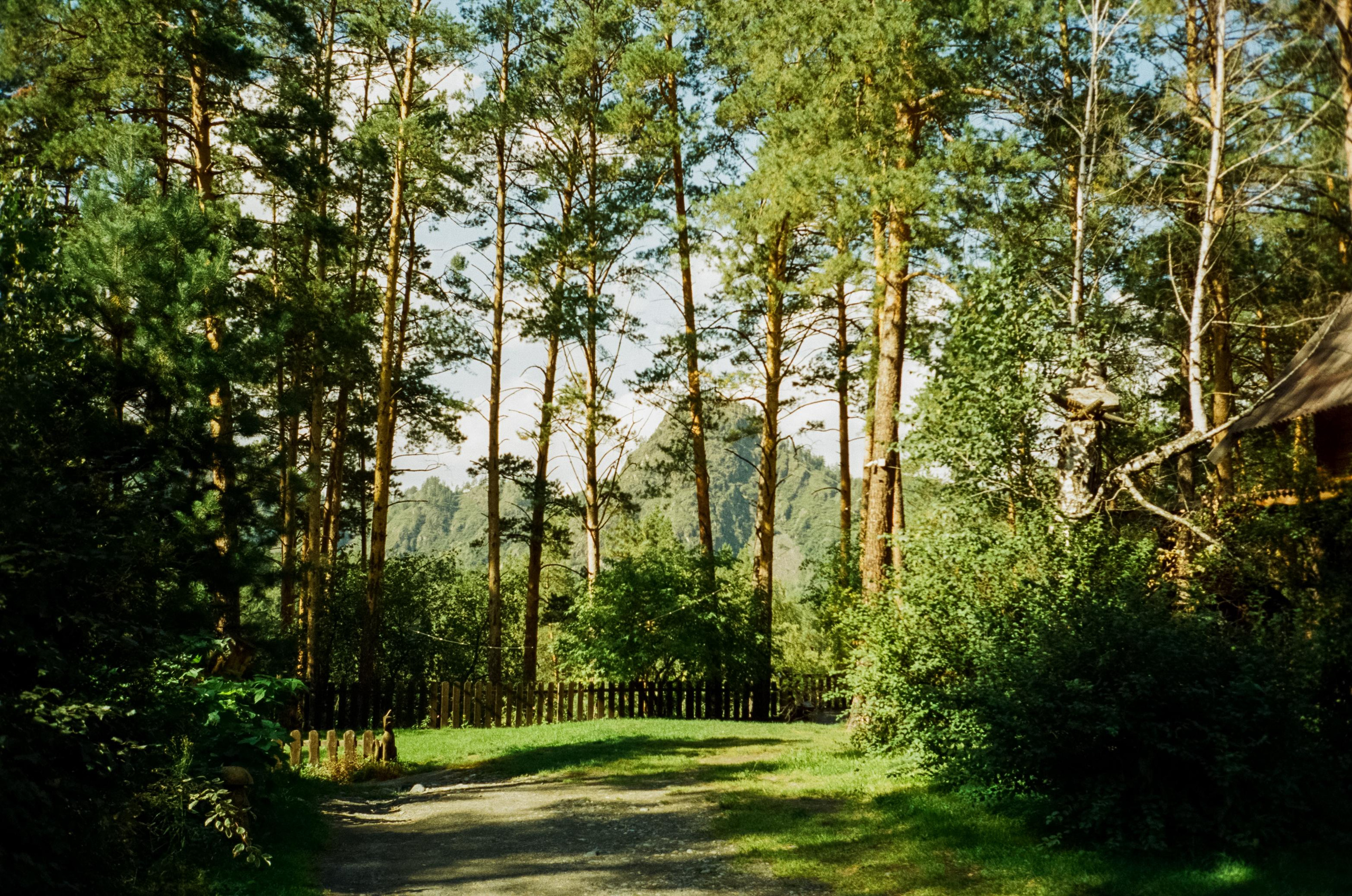База Altai Star: сосновый лес, теремки и берег Катуни. Фотограф-документалист Мария Осокина